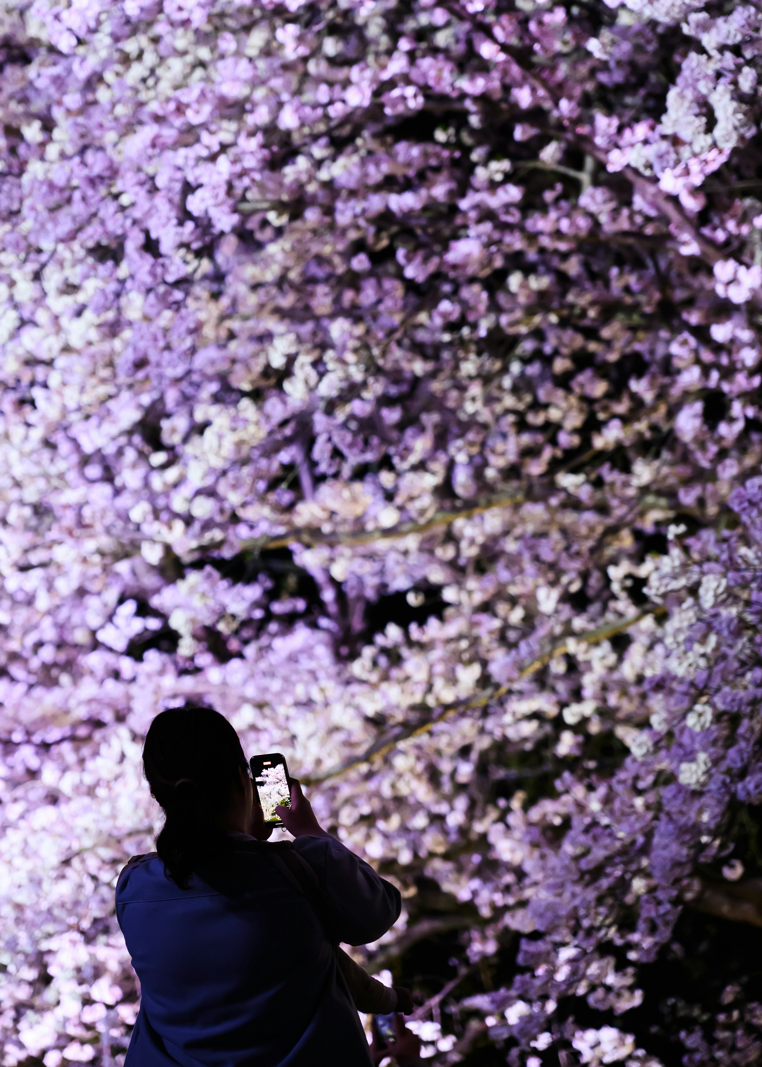 紫の花のトンネルでスマホを撮影する人