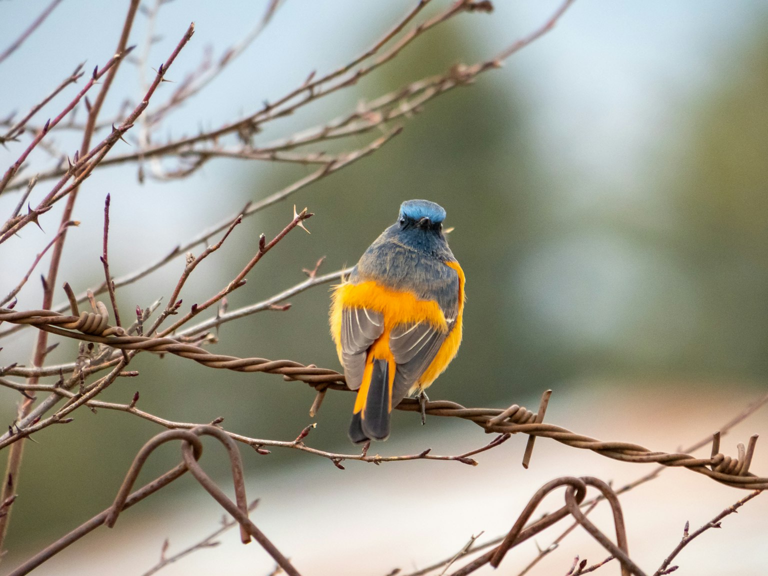 Seekor burung kecil dengan bulu oranye dan biru bertengger di cabang