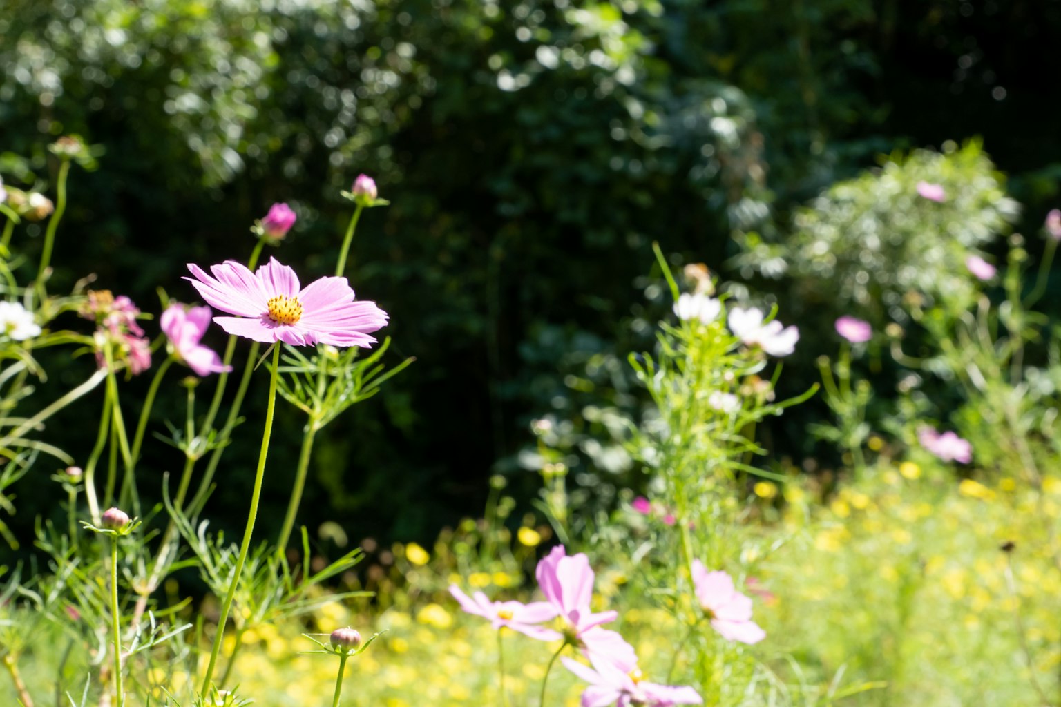 Rosa Kosmosblumen in einer üppigen grünen Landschaft mit bunten Blüten
