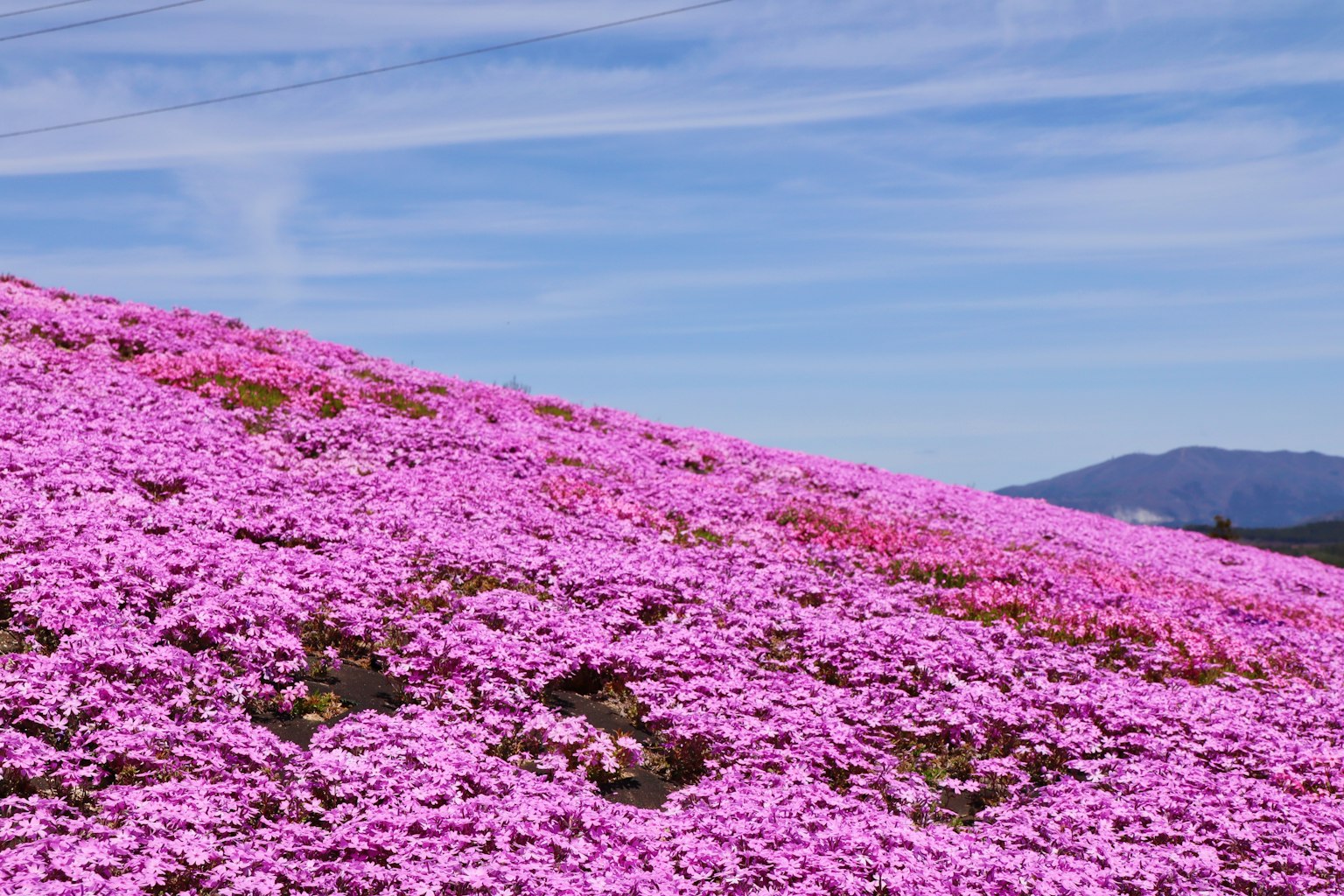 Pemandangan indah sebuah bukit yang dipenuhi bunga pink yang cerah