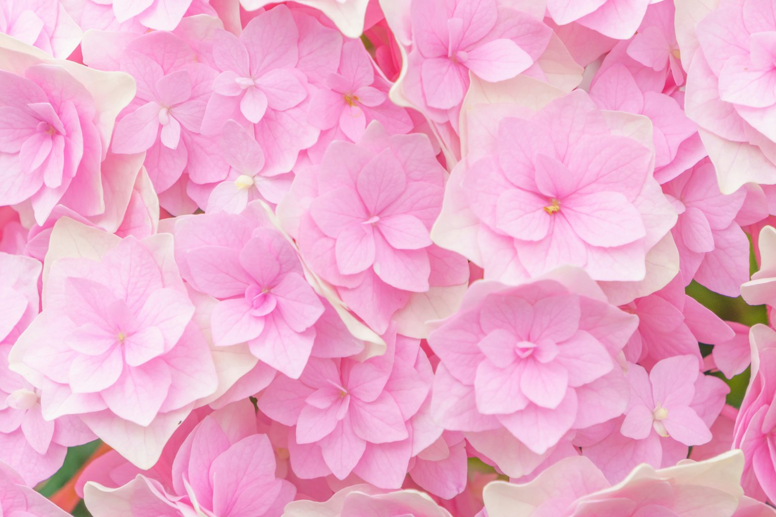 Ein wunderschönes Arrangement aus sanften rosa Blumen, dicht gruppiert