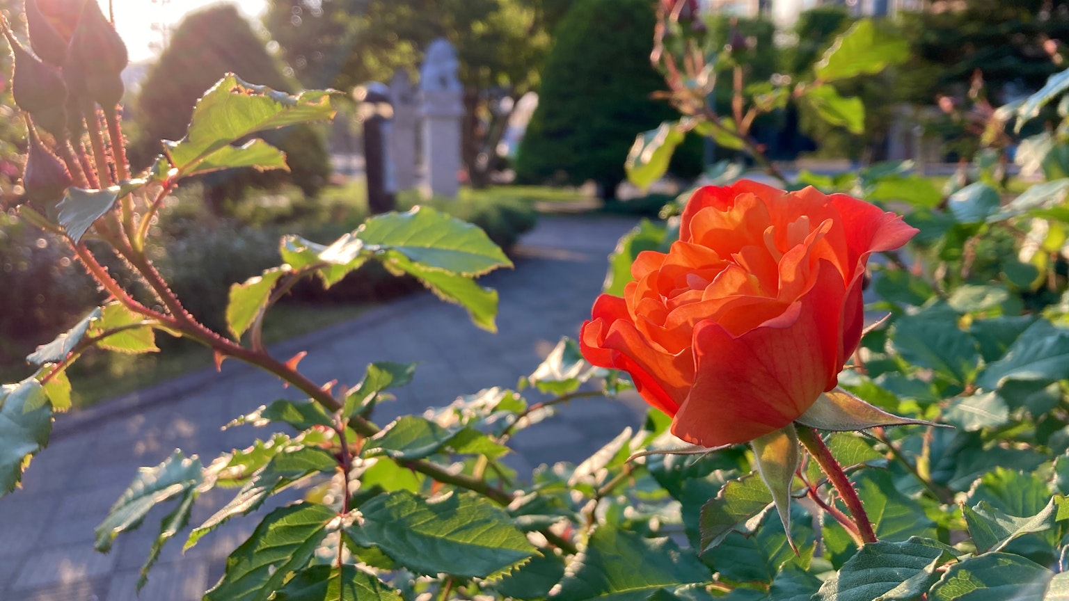 Une belle rose orange fleurissant parmi des feuilles vertes