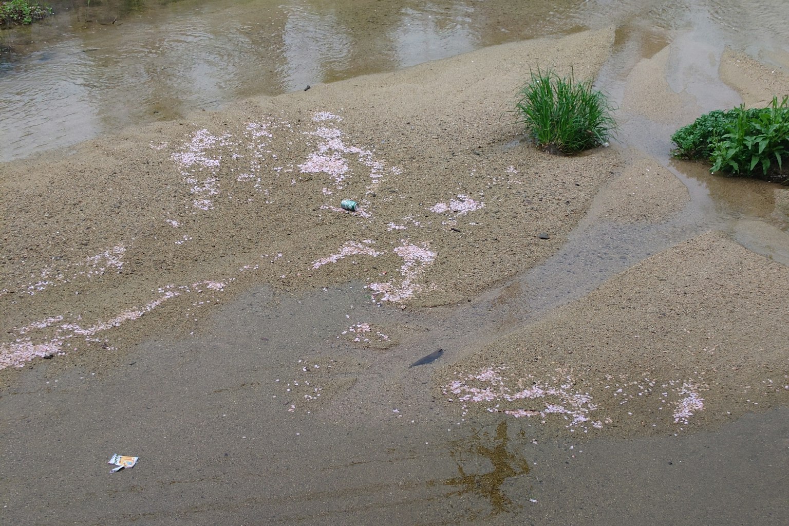 Szene aus Sand und Vegetation in einem Wasserbereich mit weißen schaumigen Objekten