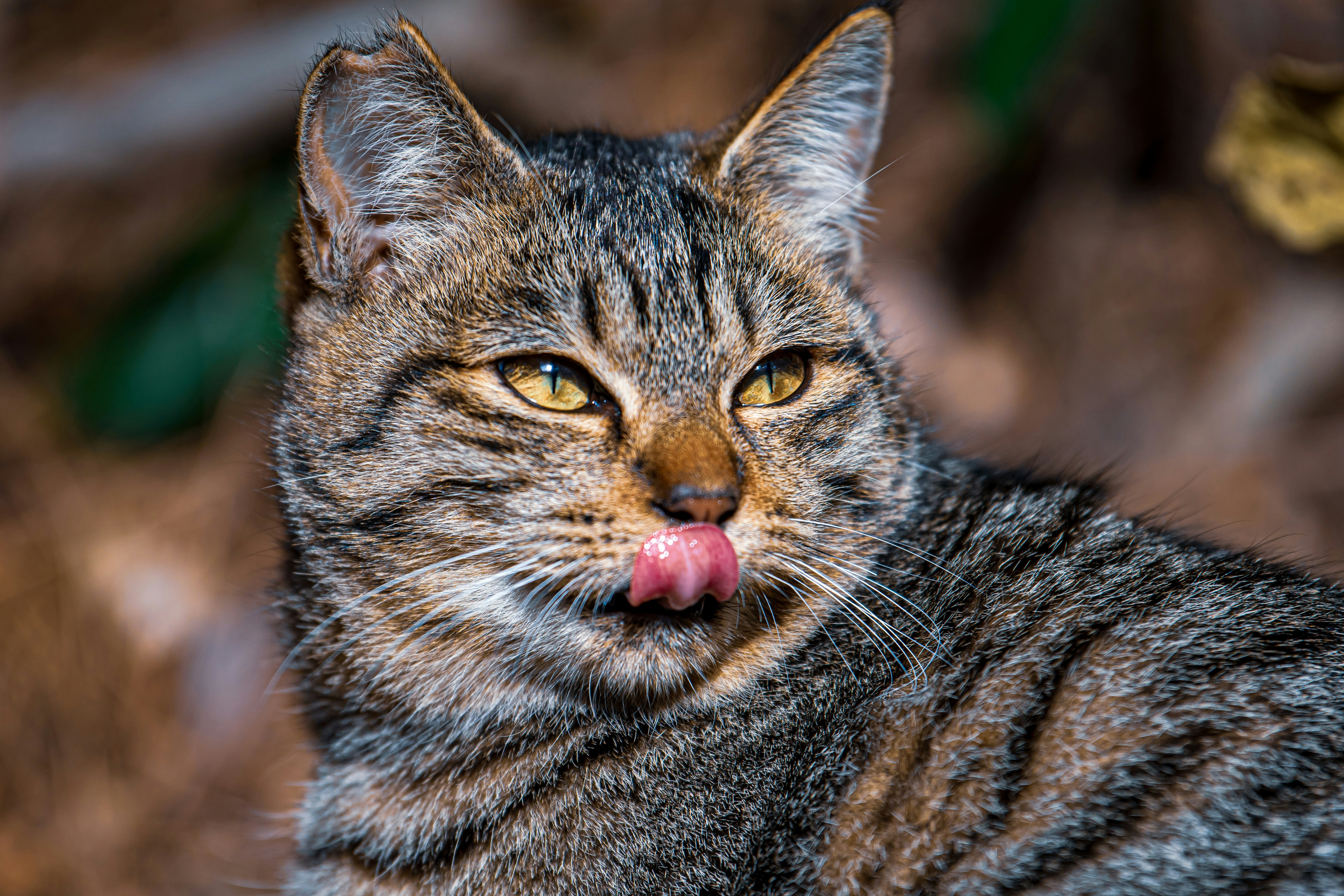 舌を出したキジトラ猫のアップ