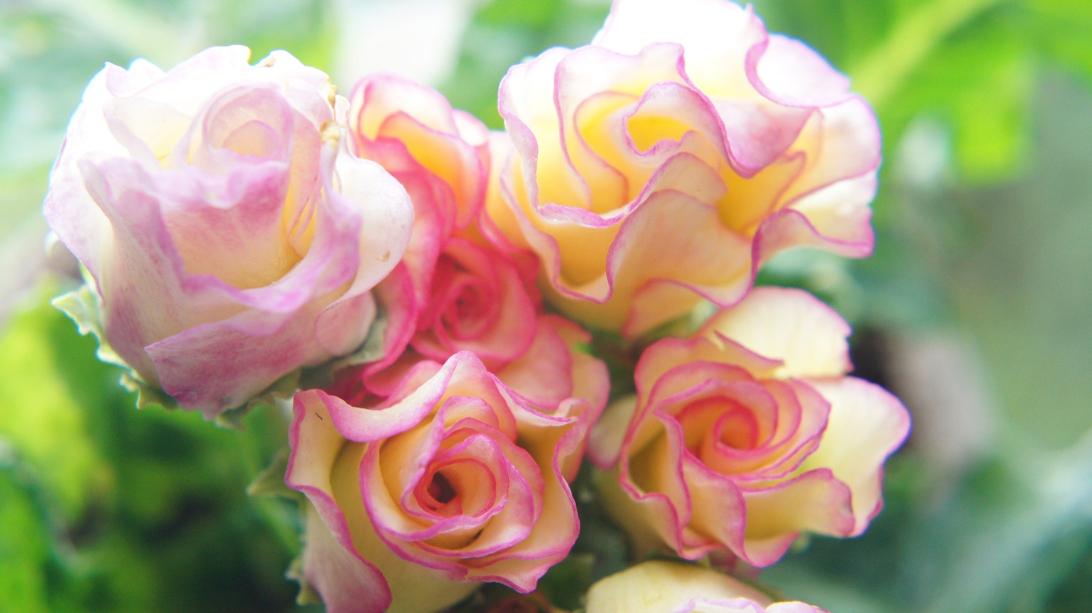 Un mazzo di rose rosa e crema vivaci