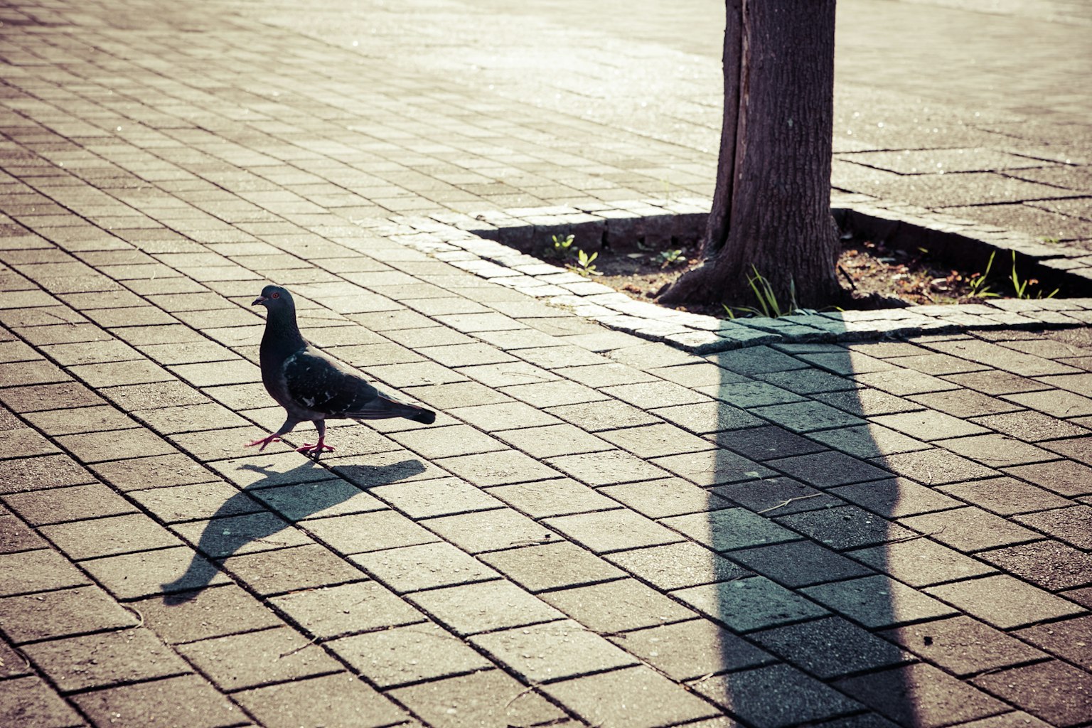 Paloma caminando sobre el suelo pavimentado con la sombra de un árbol