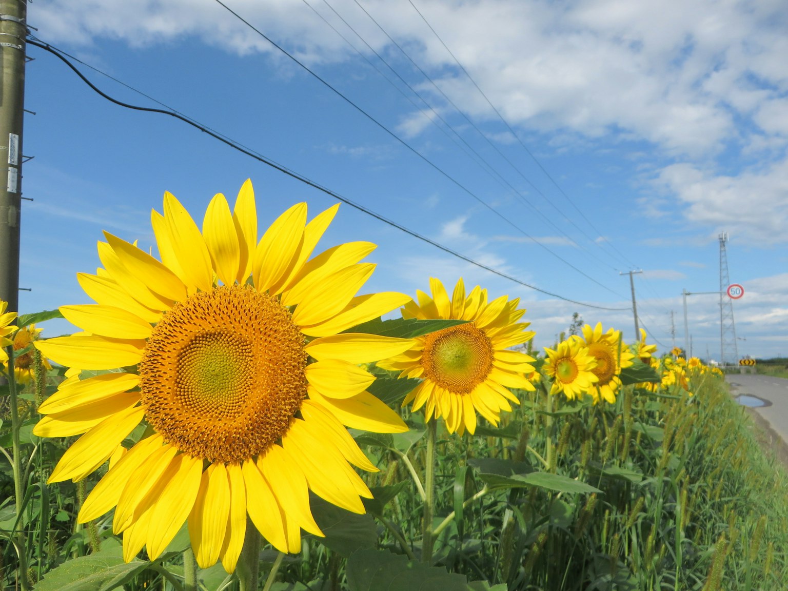 Un campo di girasoli sotto un cielo blu