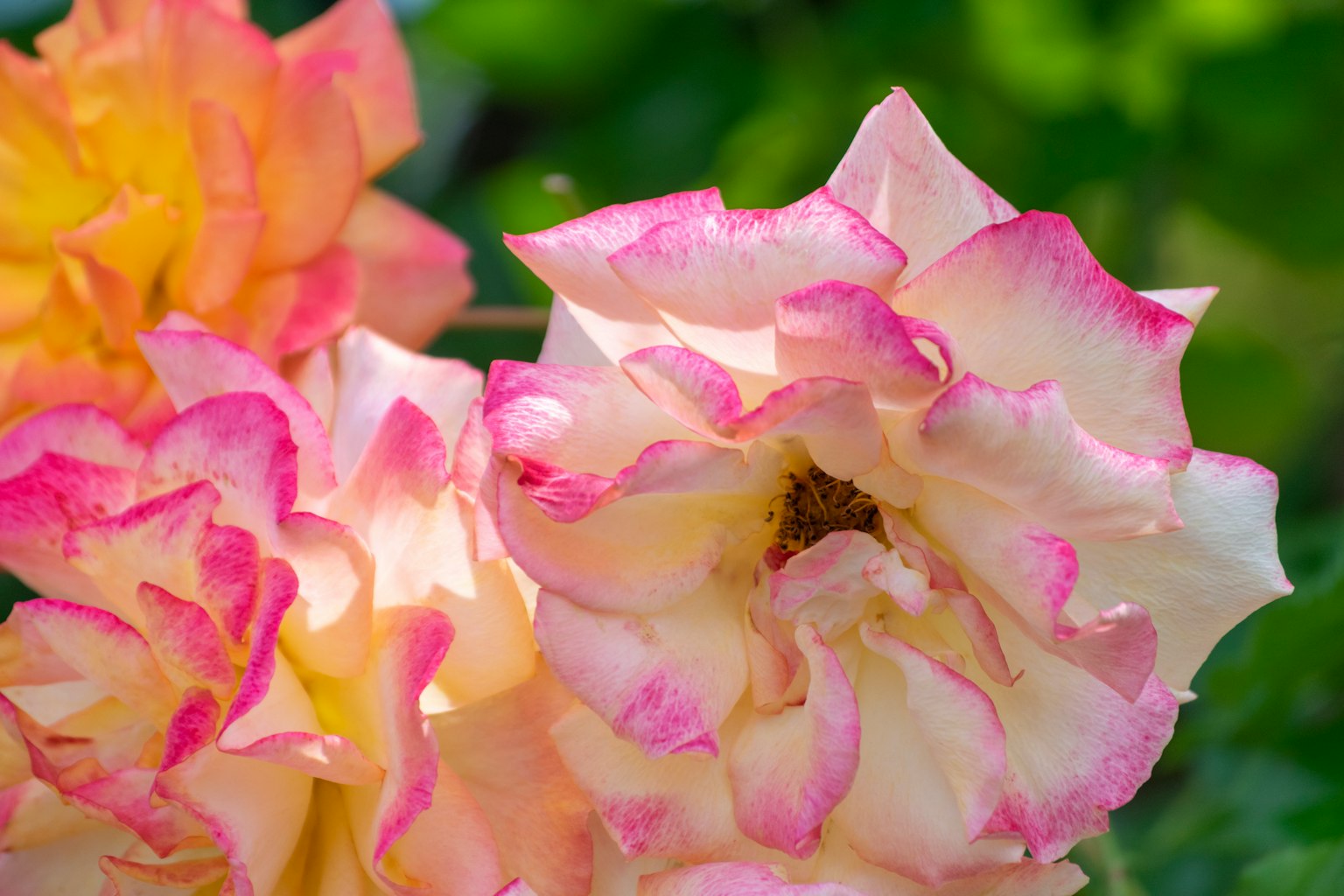 Roses douces en rose et jaune en fleurs