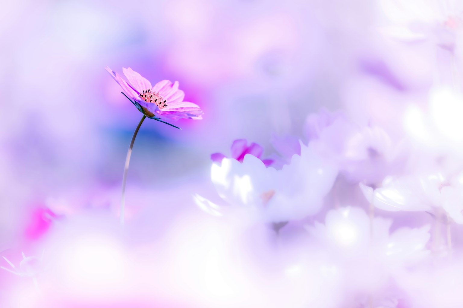 Eine einzelne rosa Blume, die sich vor einem sanften lila Hintergrund abhebt
