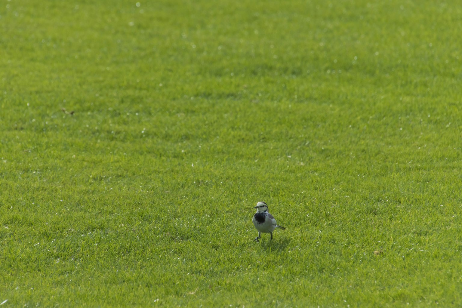 A small bird walking on green grass