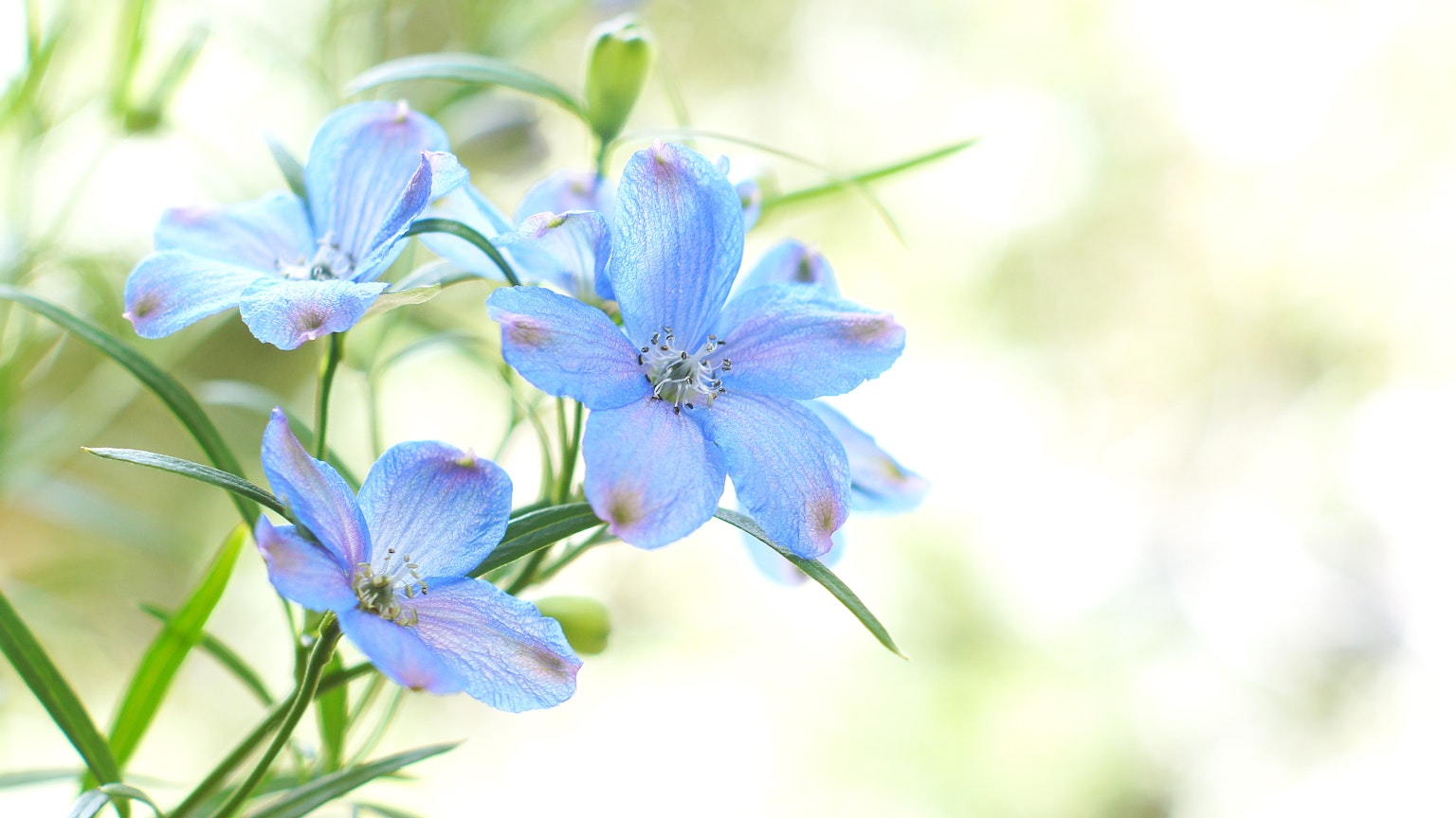 Gros plan sur des fleurs bleues délicates sur une plante