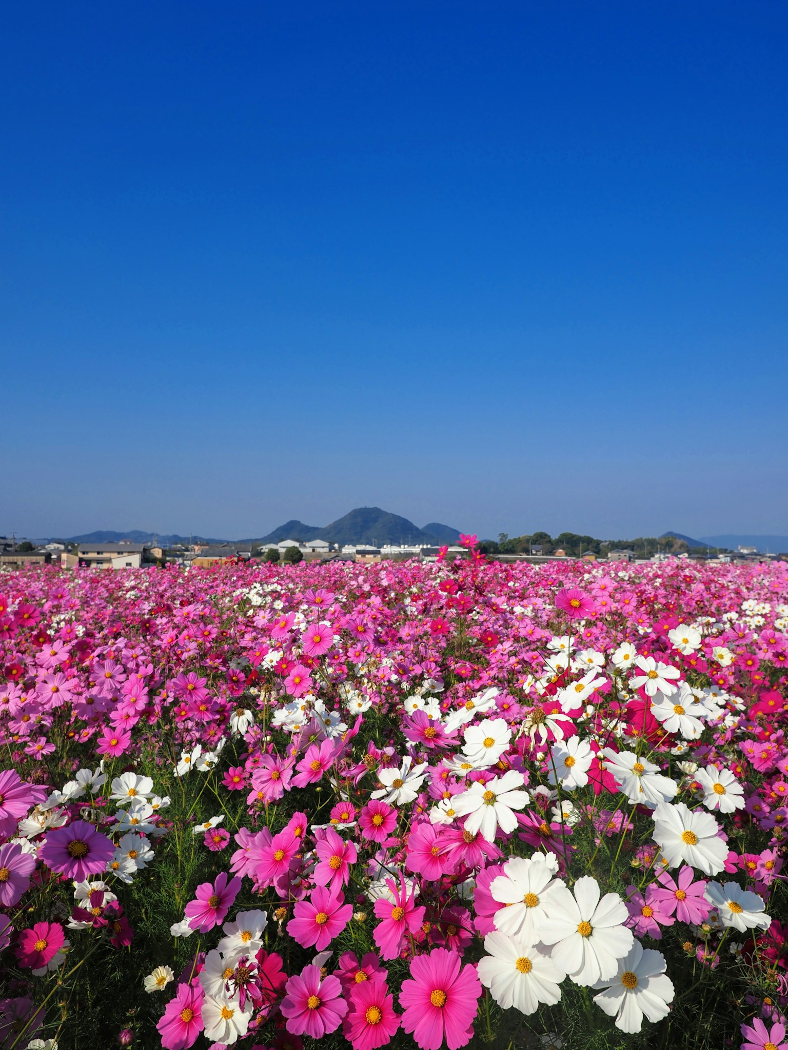 Un campo di fiori rosa e bianchi sotto un cielo blu