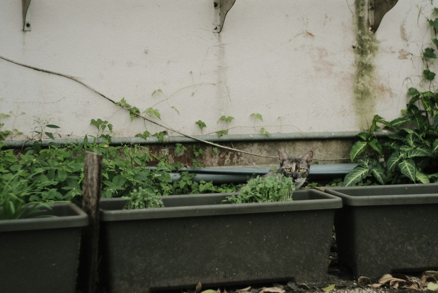 花园场景，绿色植物在墙边的花盆中生长