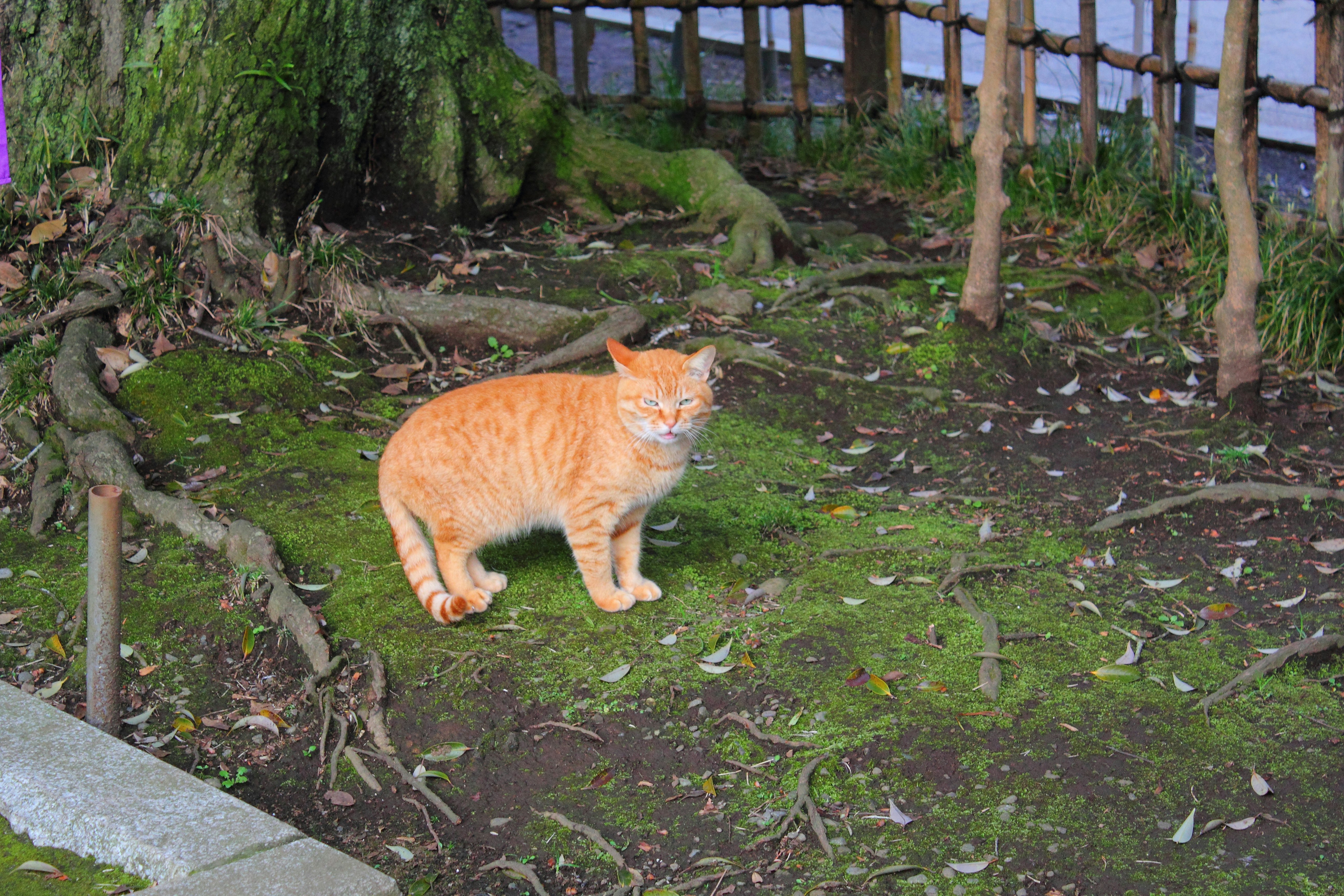 orange cat standing on a stone path near grass