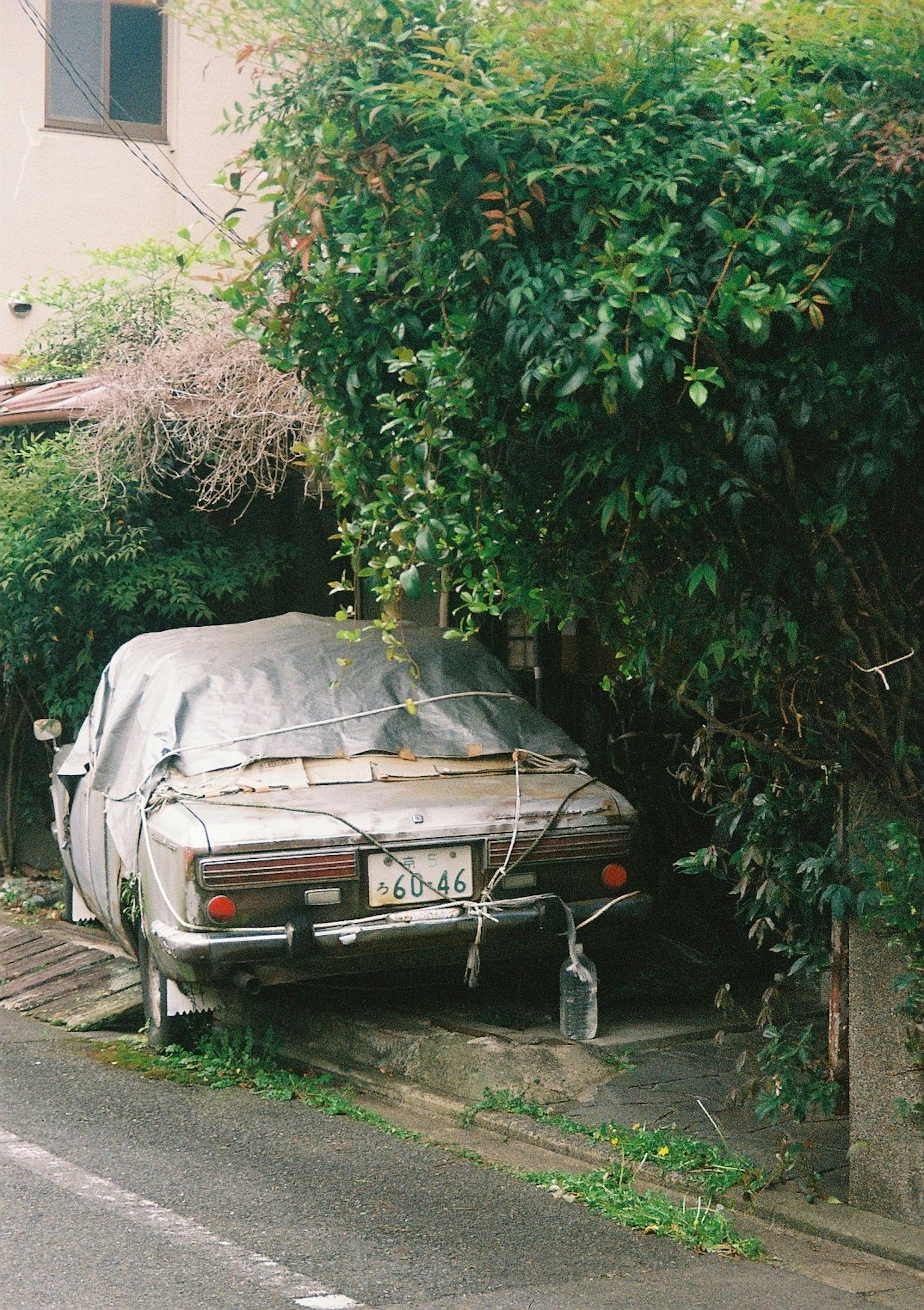 Un coche viejo cubierto con una lona rodeado de vegetación exuberante