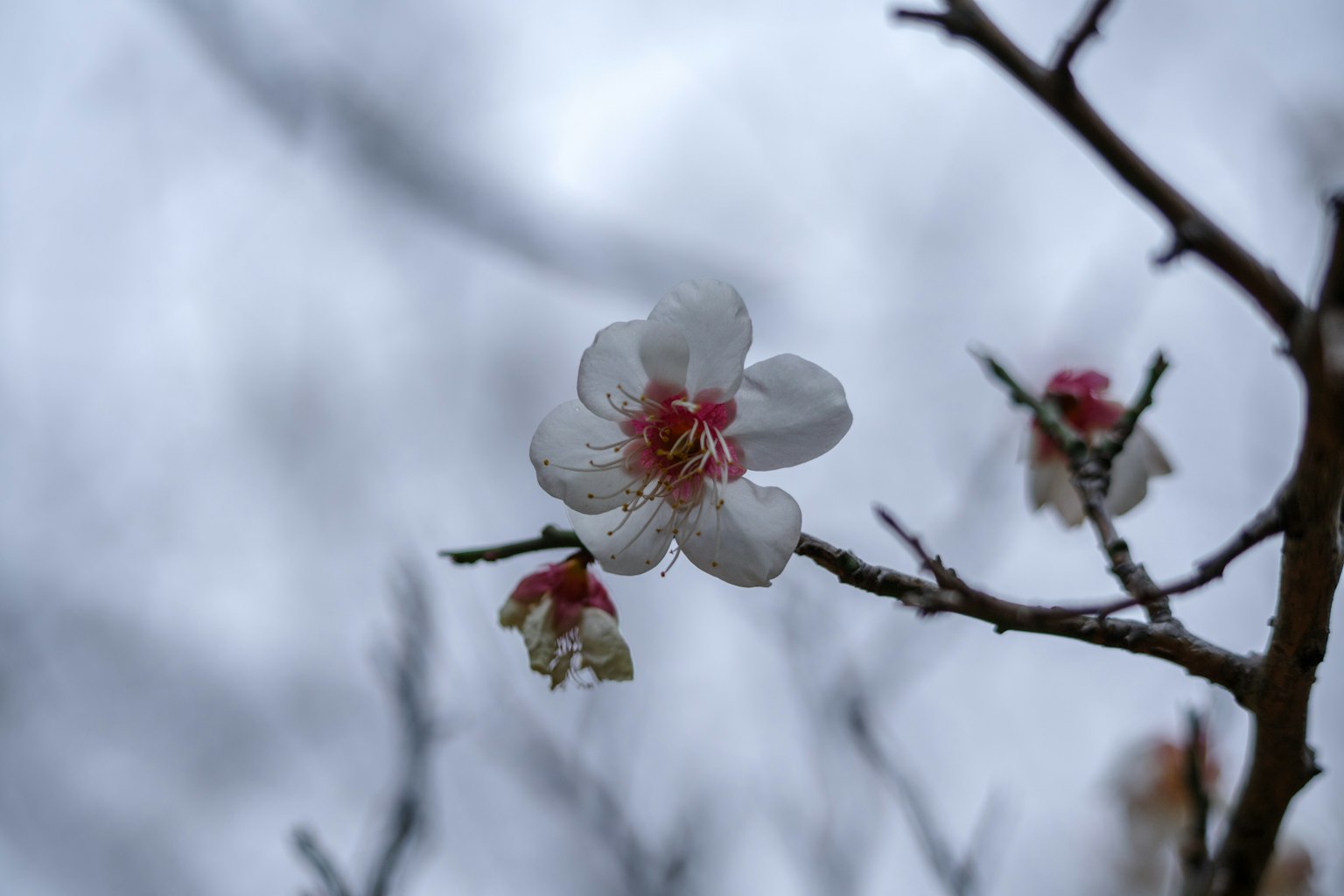 Una flor blanca con estambres rosas en una rama contra un fondo nublado