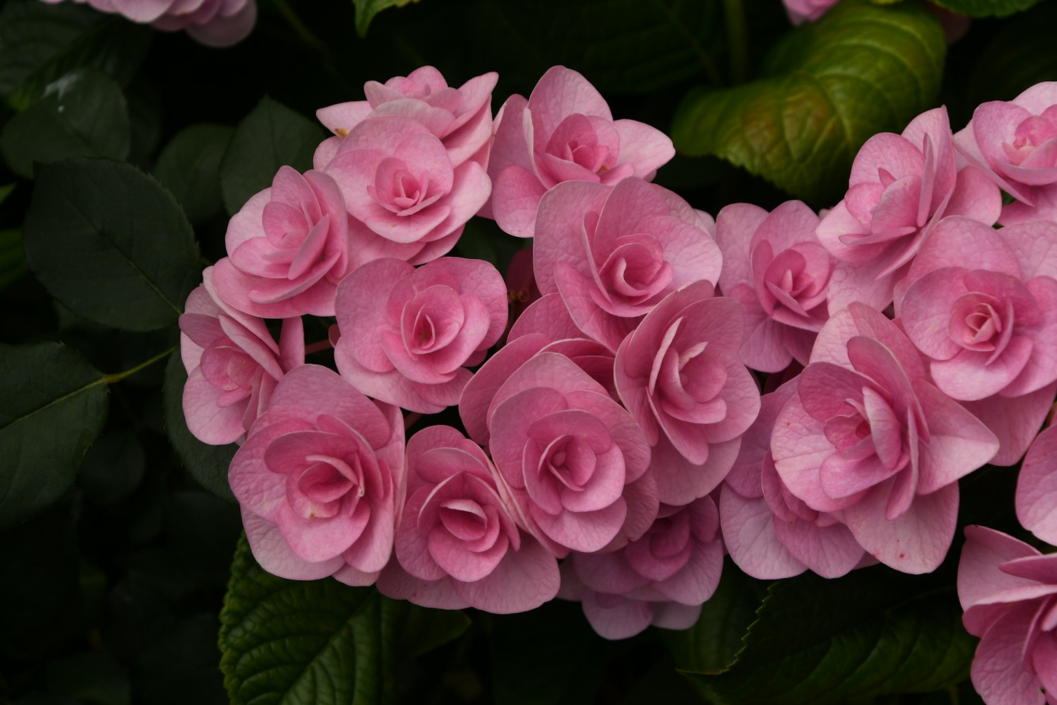 Bündel von rosa Blumen mit grünen Blättern