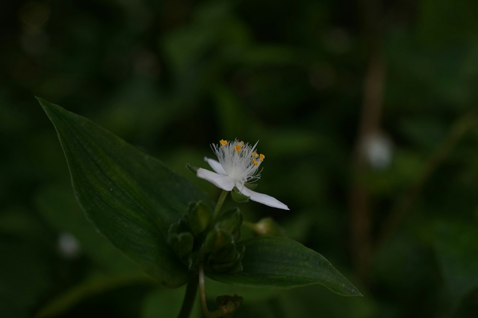 Primo piano di un fiore bianco con foglie verdi