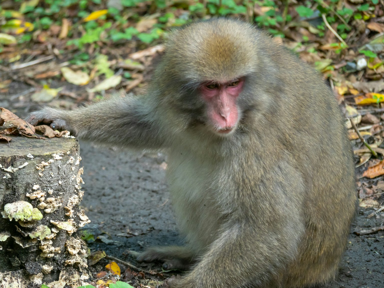 Singe assis à côté d'une souche d'arbre