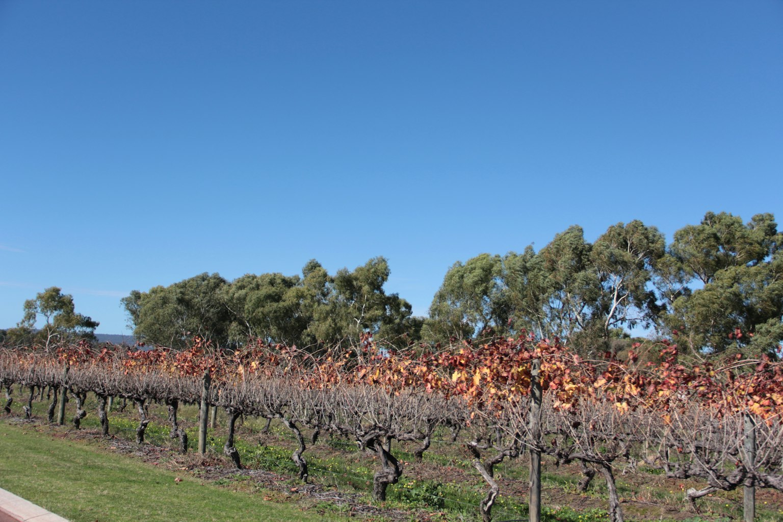 Paysage de vignoble avec des arbres sous un ciel bleu clair