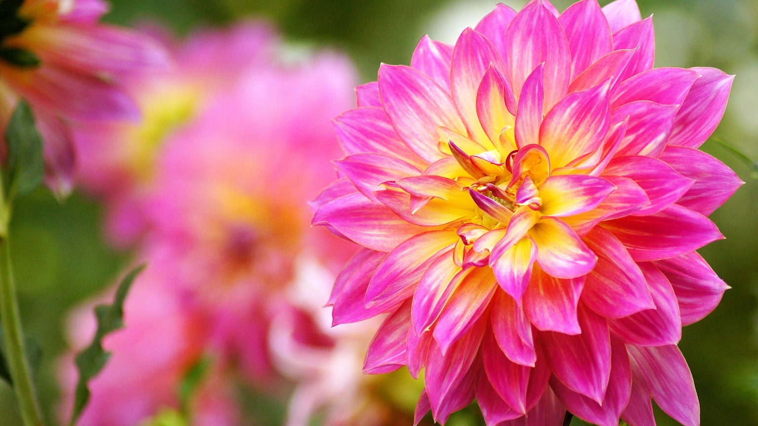 ดอกดาวเรืองสีชมพูสดใสพร้อมจุดสีเหลือง