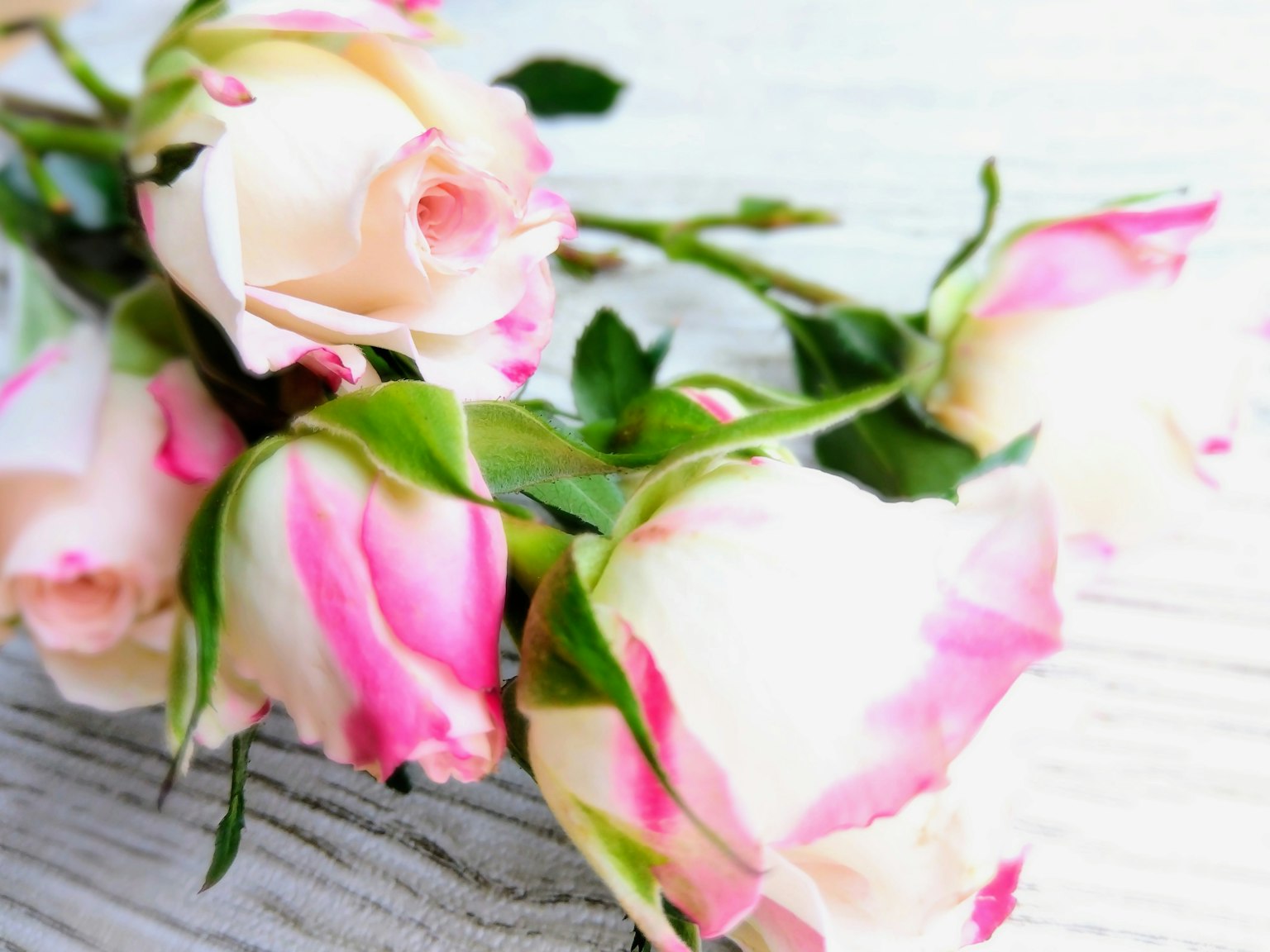A bouquet of white roses with pink edges