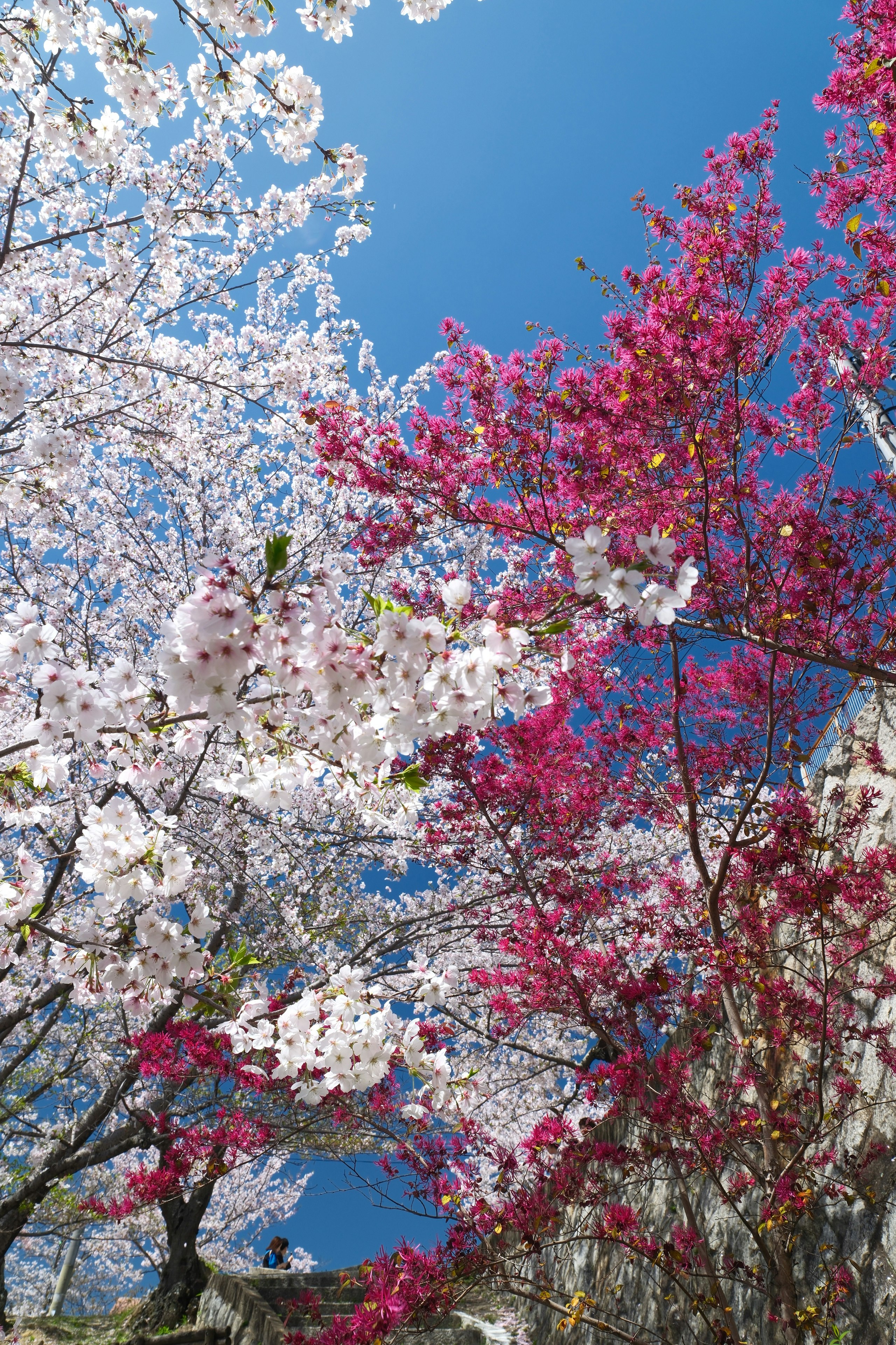 広島県尾道市の千光寺公園で咲く桜の花景色