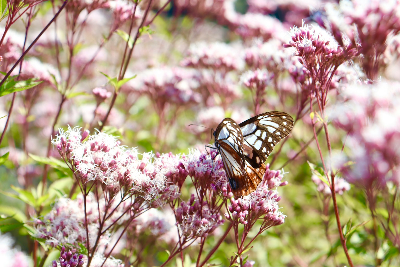 Farfalla bianca e nera appoggiata su fiori rosa