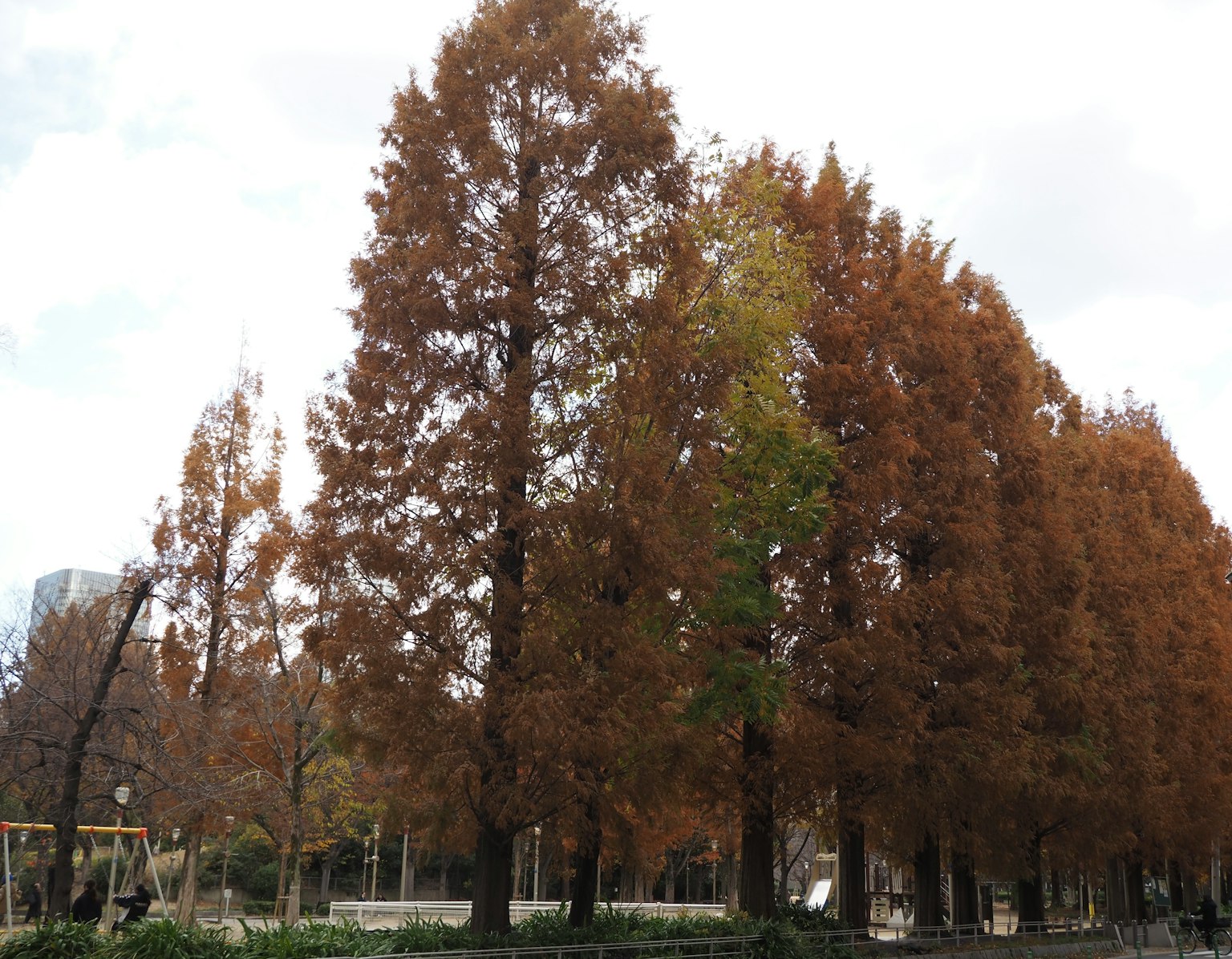 Row of tall trees with autumn colors featuring a standout green tree