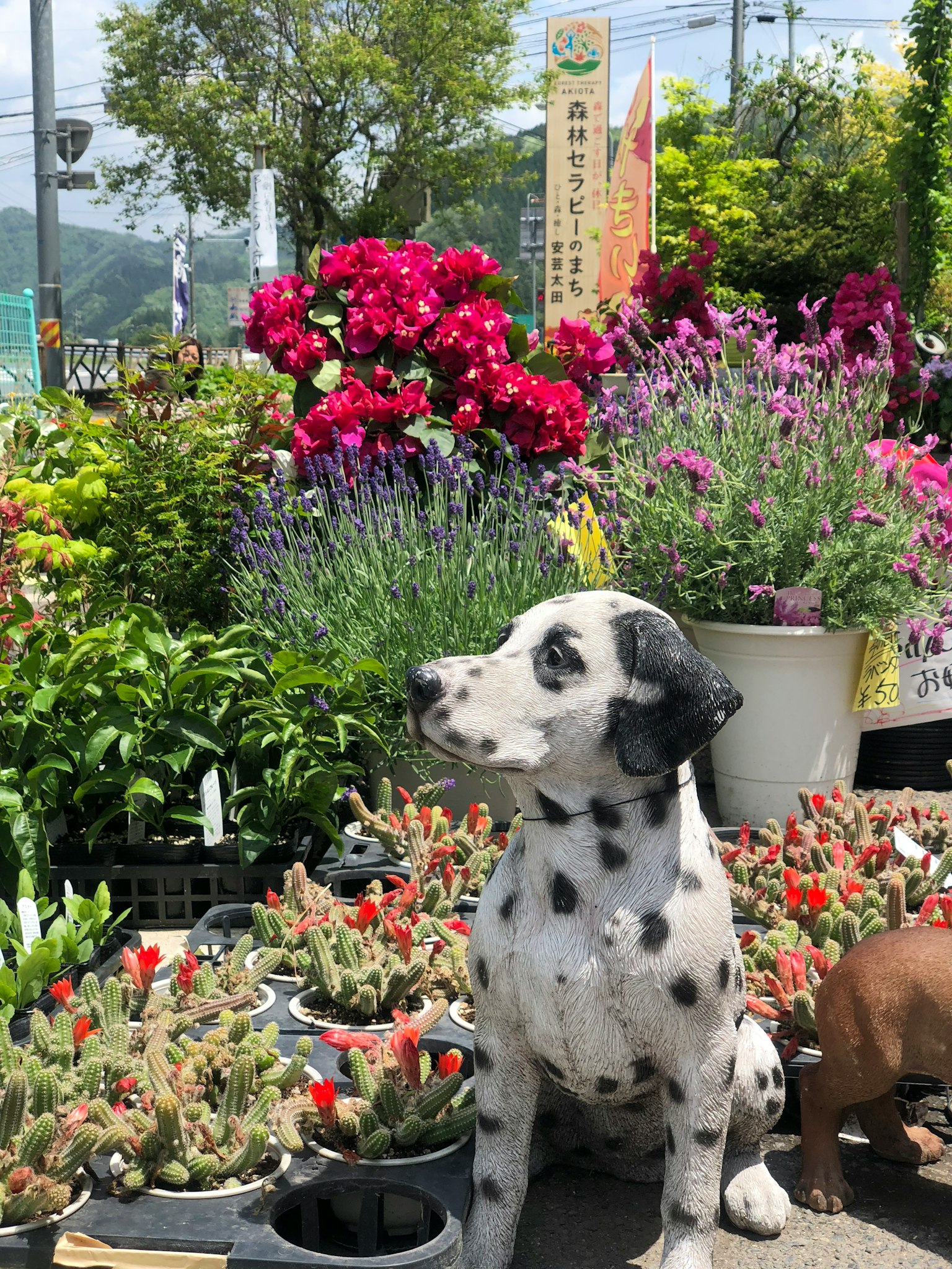 坐在五彩缤纷花朵中的达尔马提亚犬