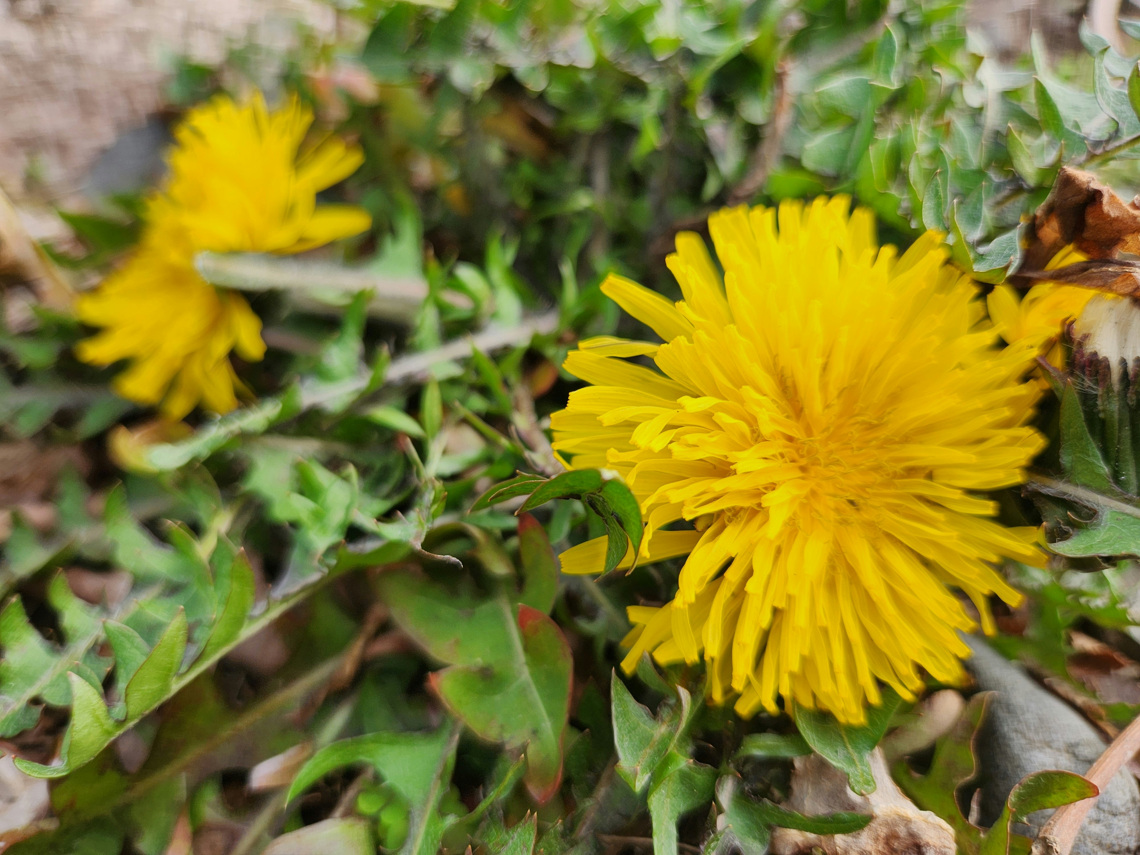 黄色いタンポポの花が咲く春の野草の群生