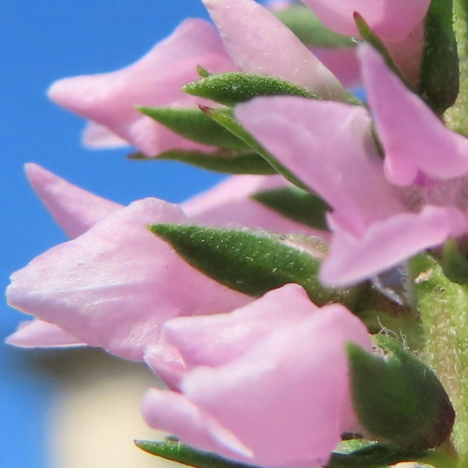 Close-up bunga pink dan daun hijau dengan latar belakang langit biru