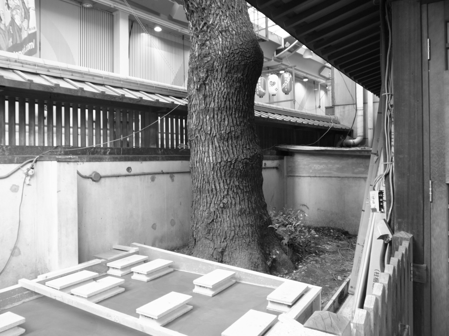 Un grande albero in un giardino circondato da un paesaggio in bianco e nero