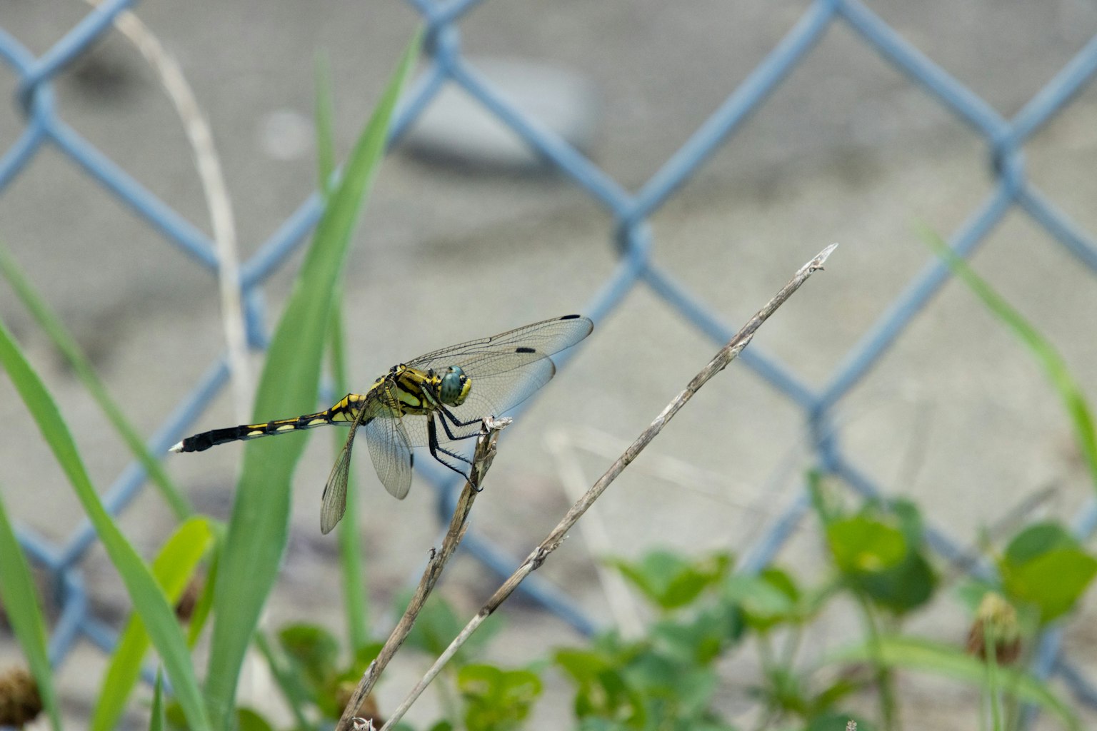 Primo piano di una libellula posata sull'erba verde con una recinzione blu sullo sfondo