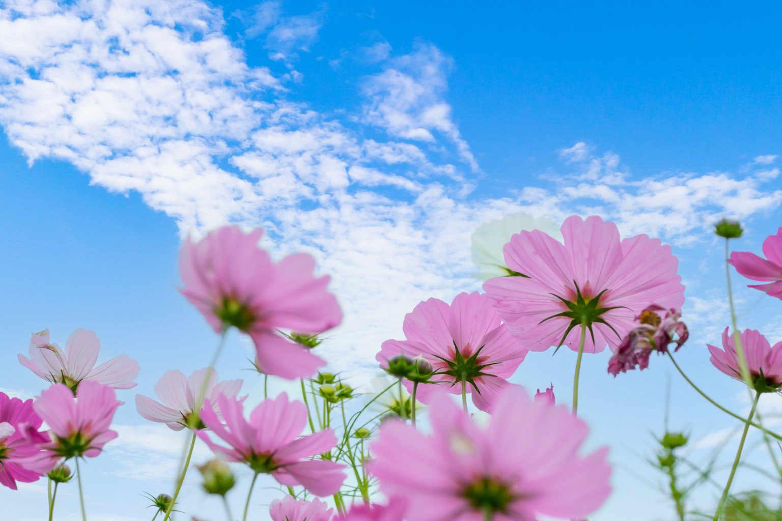 Fleurs de cosmos roses fleurissant sous un ciel bleu