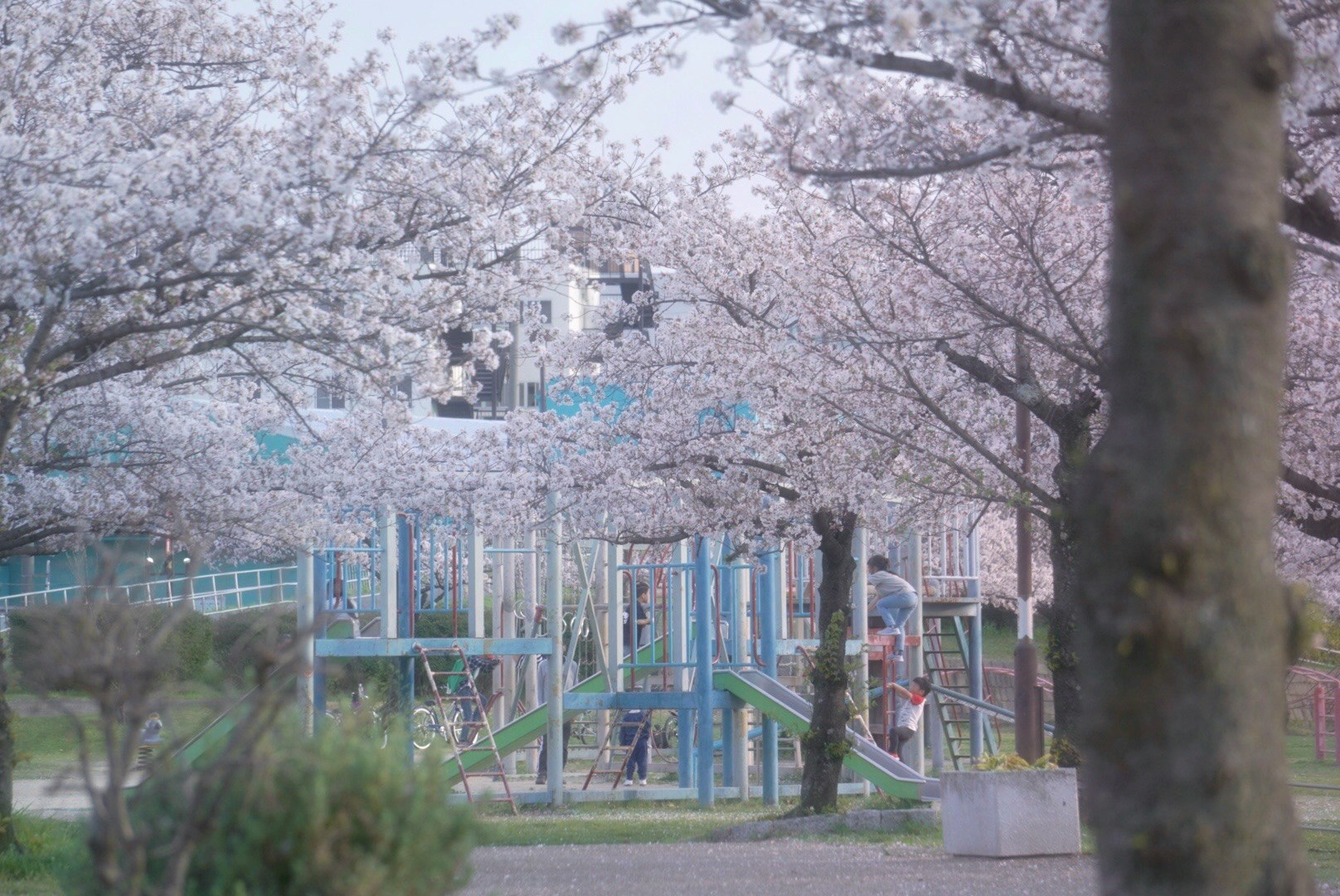 Park playground under a cherry blossom row