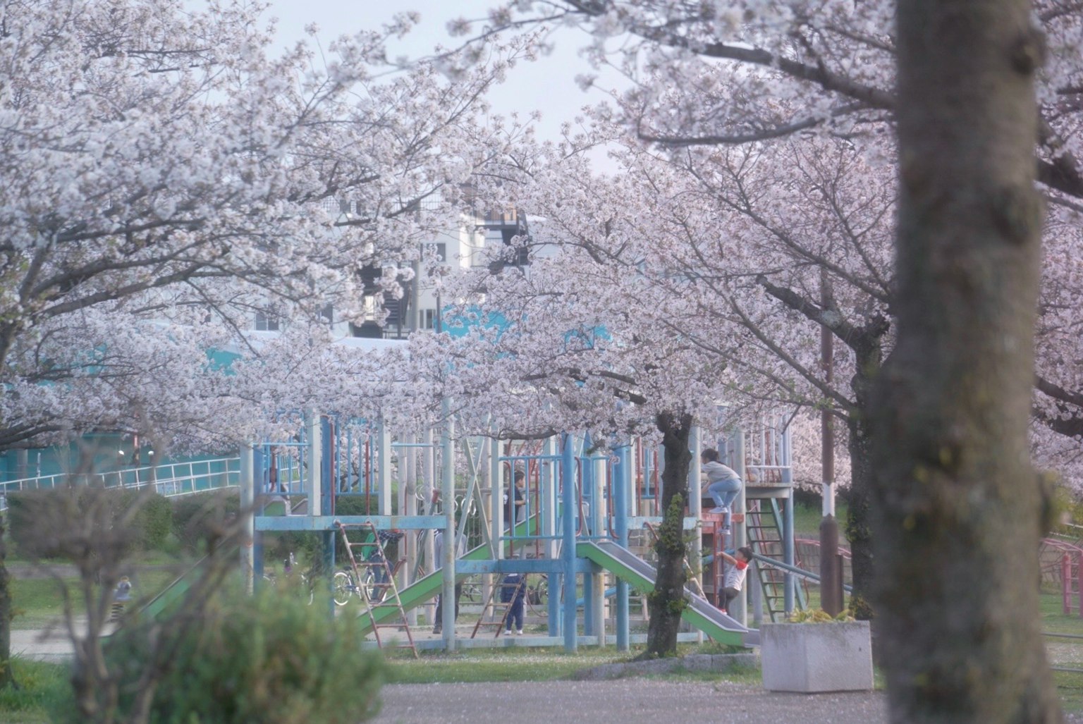 Spielplatz umgeben von Kirschblütenbäumen