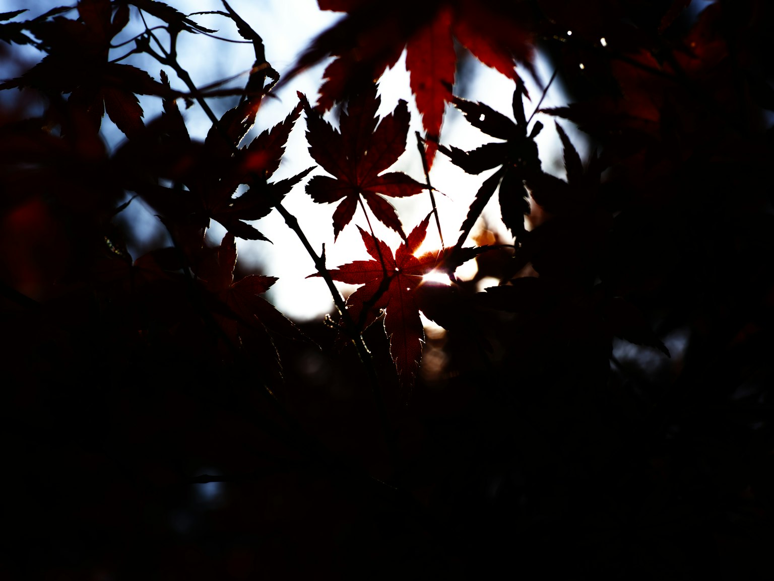 紅葉在明亮背景下的輪廓