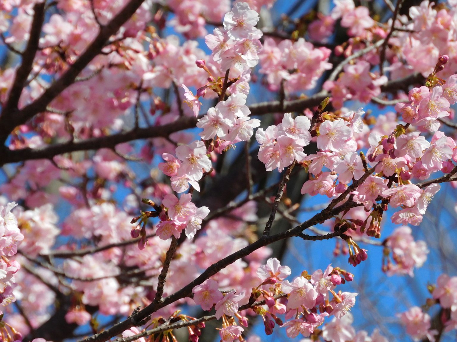 Nahaufnahme von Kirschblüten an einem Baum unter einem blauen Himmel