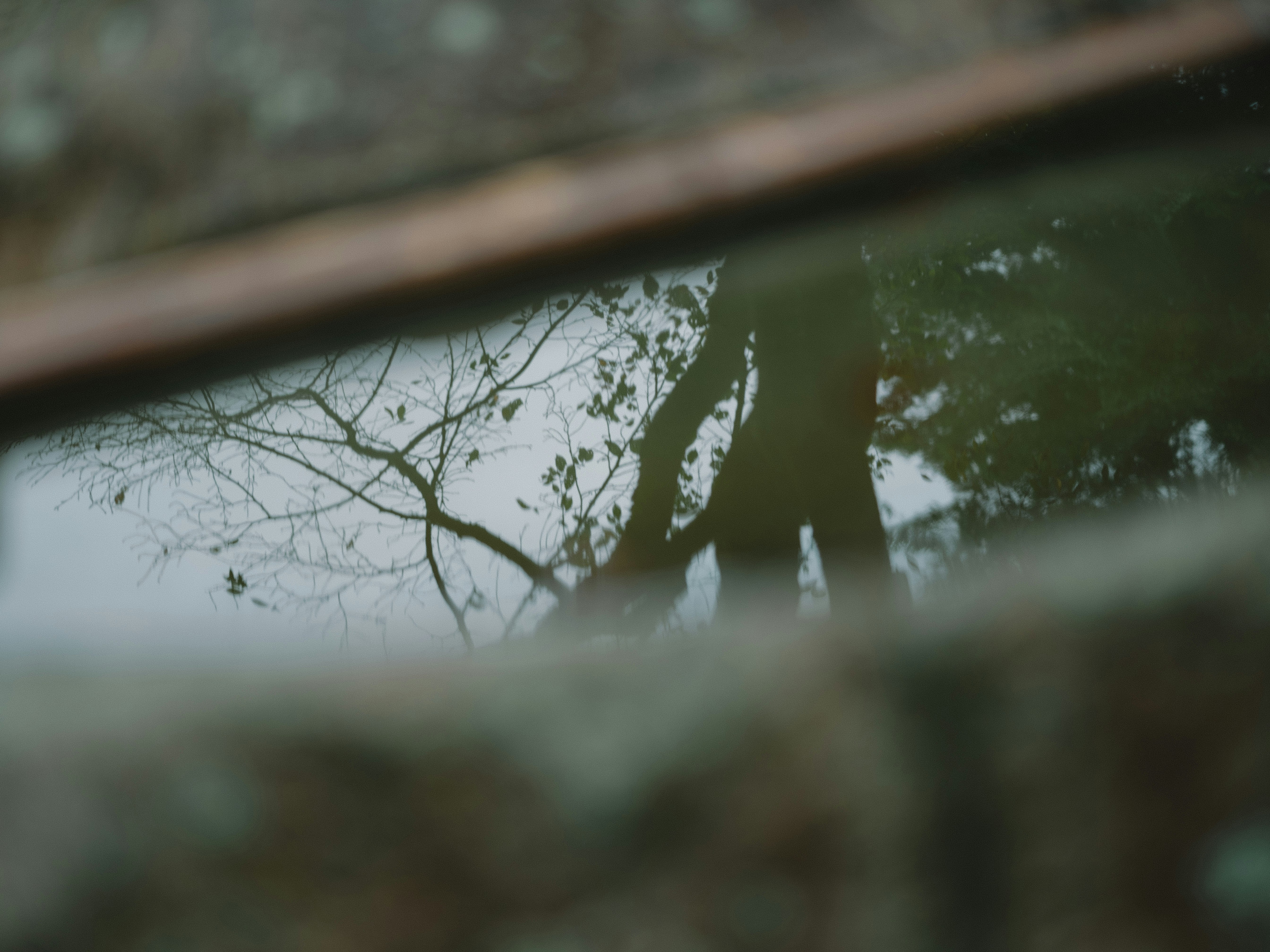 árboles reflejados en la superficie de un río y tranquilidad junto al agua