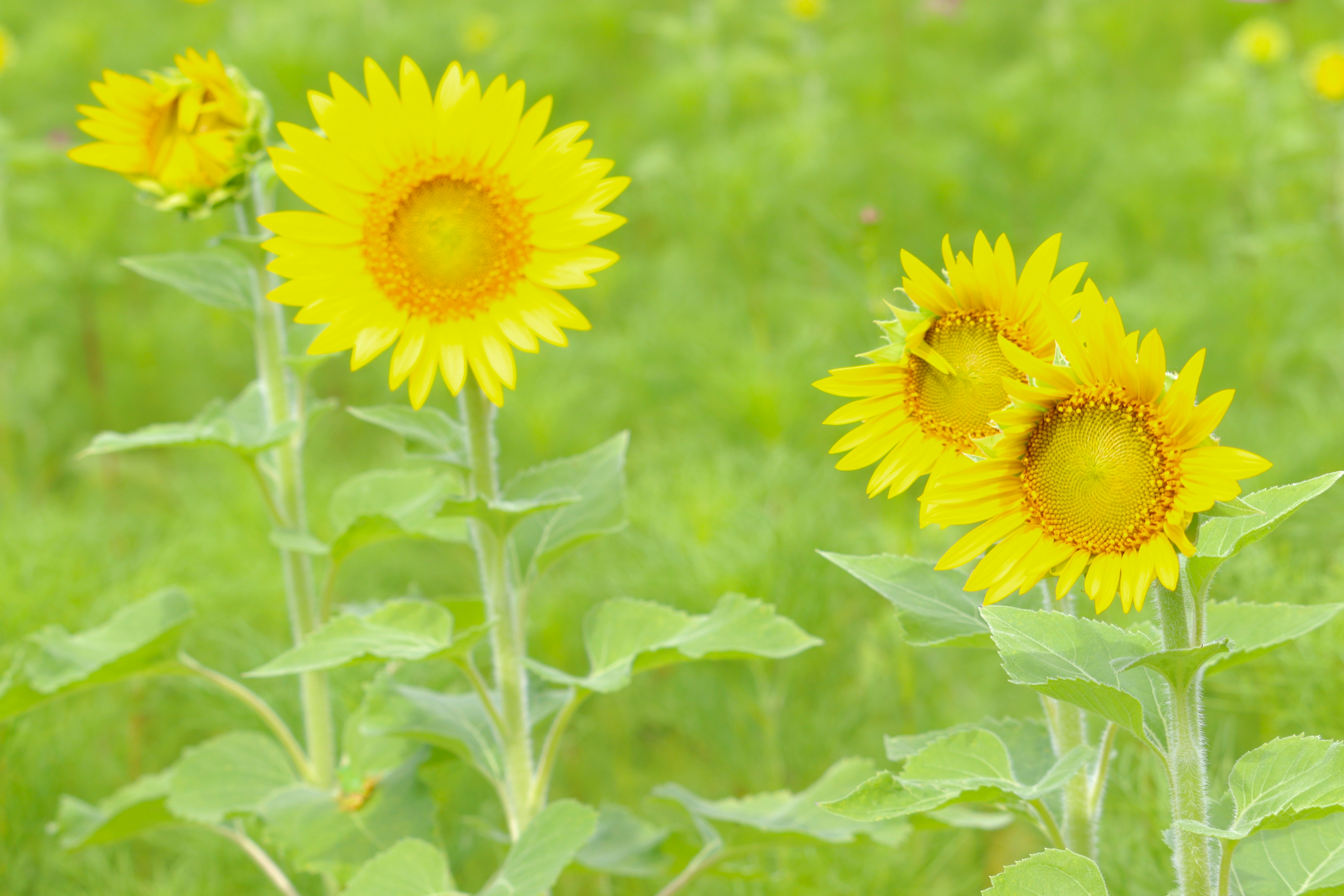 sunflower flowers blooming in a green meadow