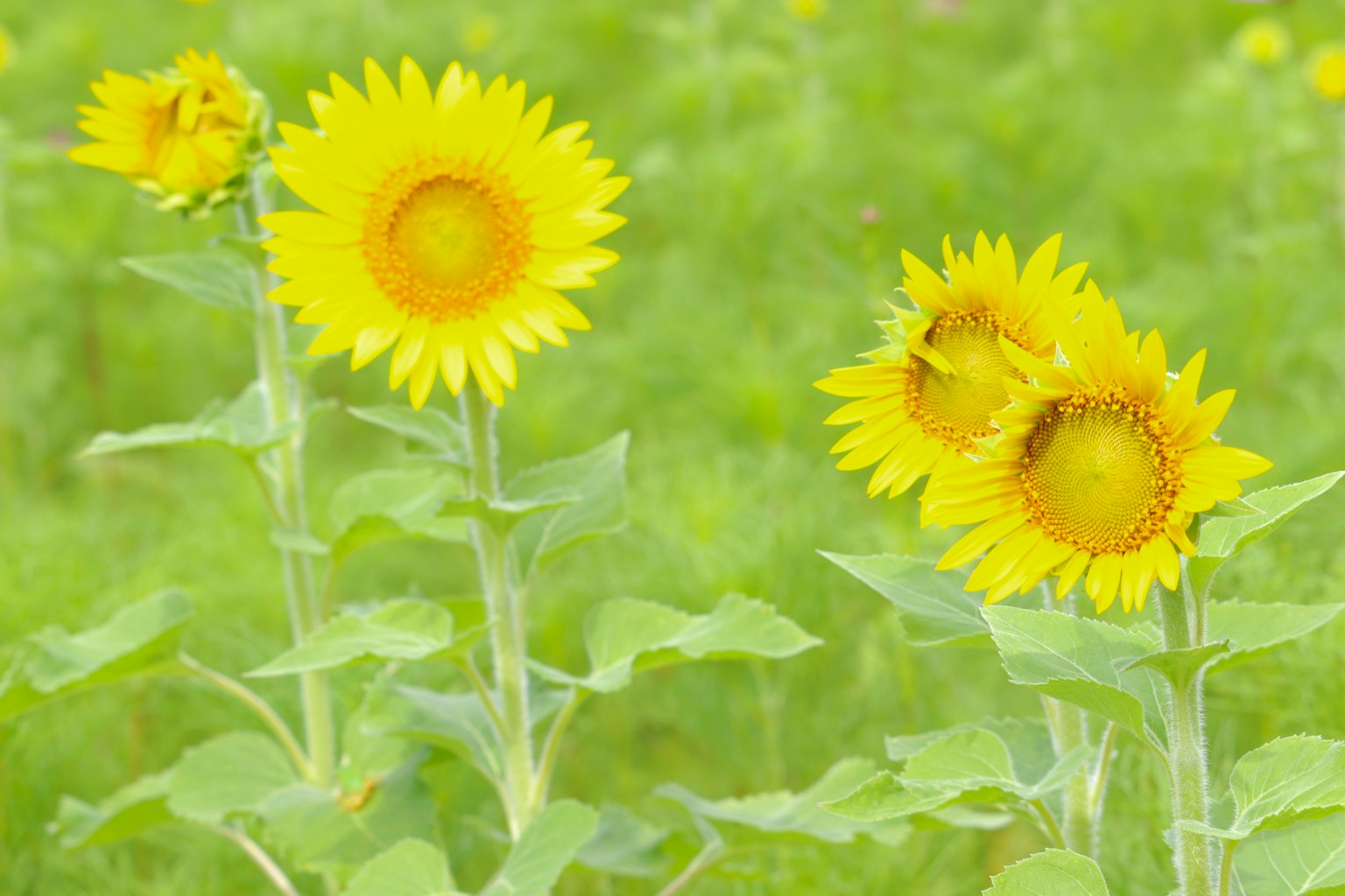 Campo di girasoli gialli brillanti in fiore