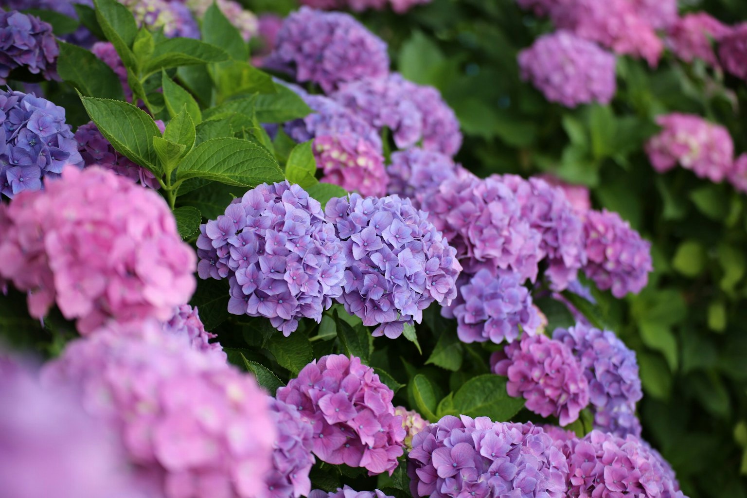 Bunga hydrangea ungu dan merah muda mekar di latar belakang hijau