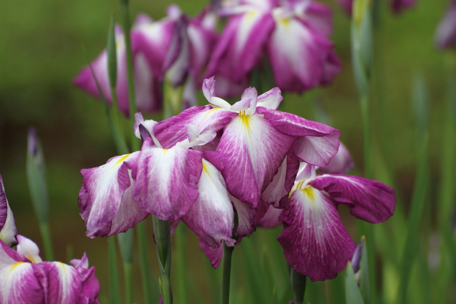 Groupe de fleurs d'iris violettes en fleurs