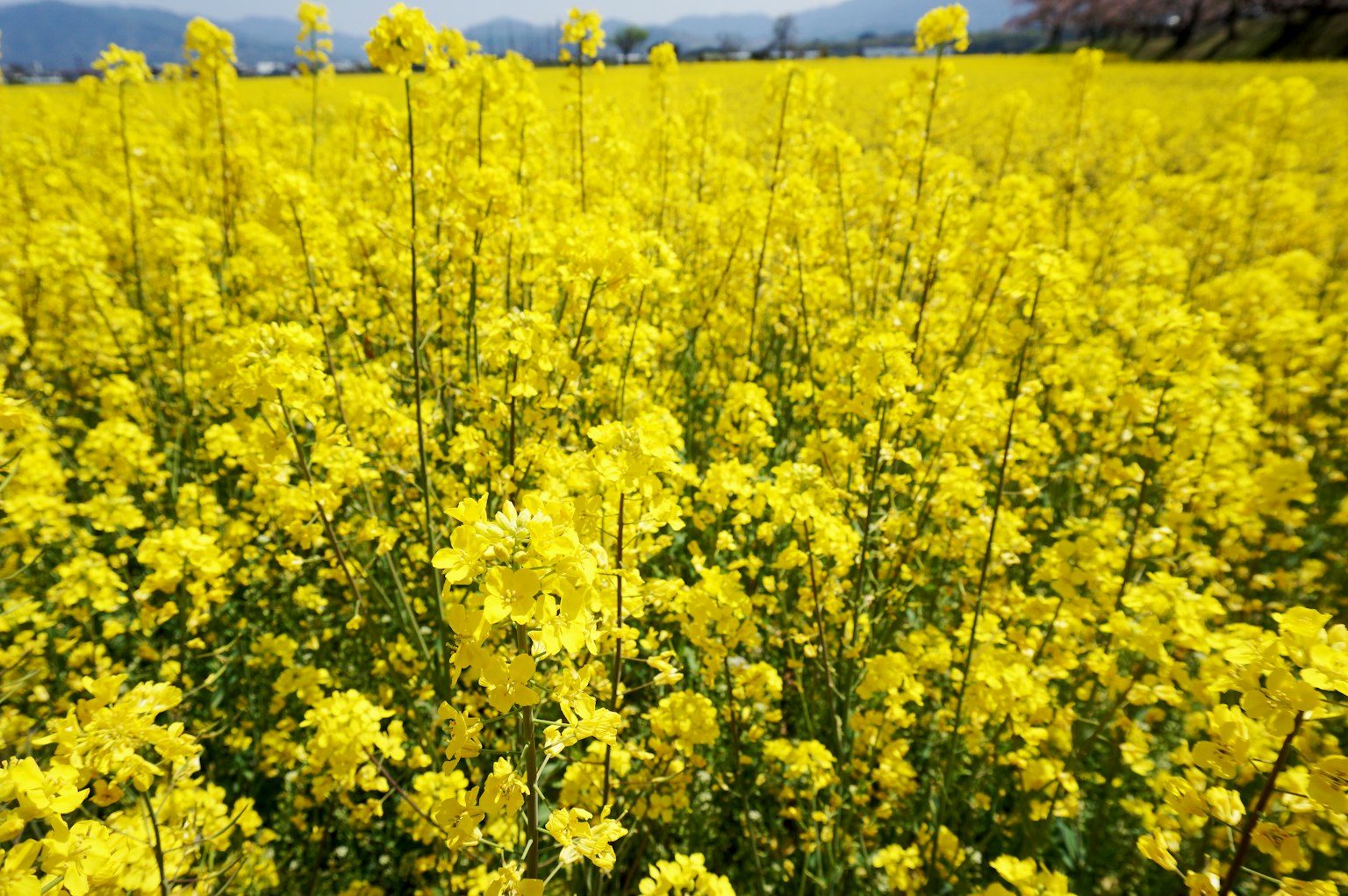 辽阔的黄色油菜花田