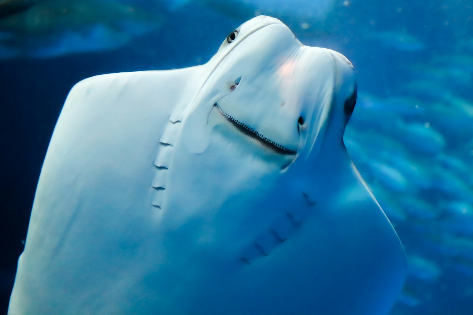 Photo en gros plan d'une raie souriante sous l'eau