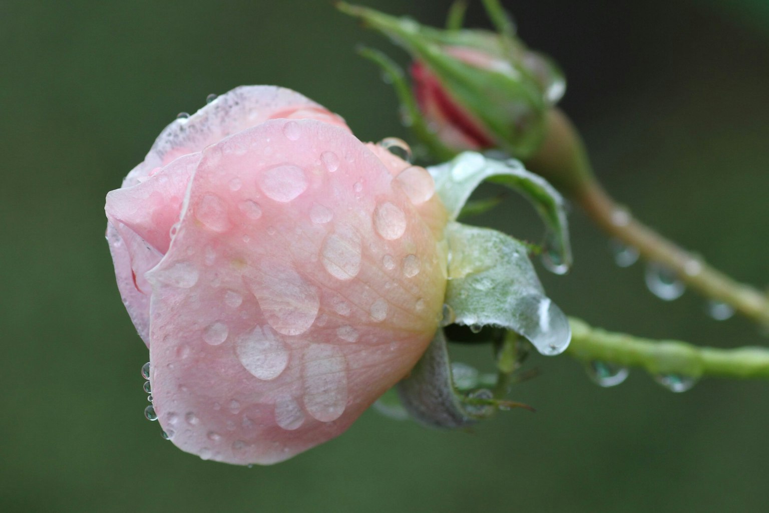 Bocciolo di rosa rosa con gocce d'acqua e foglie verdi