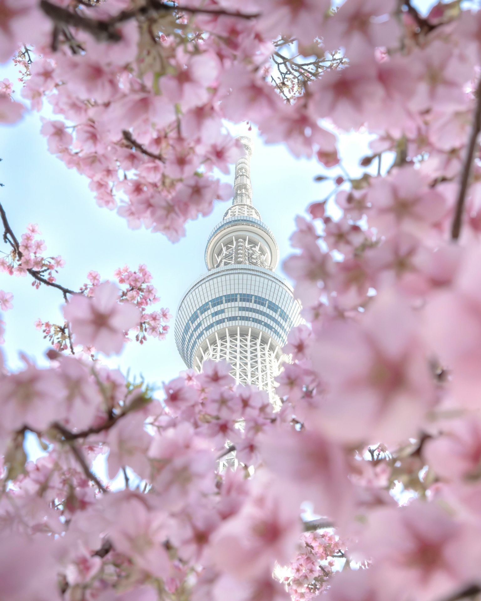 櫻花環繞的東京塔
