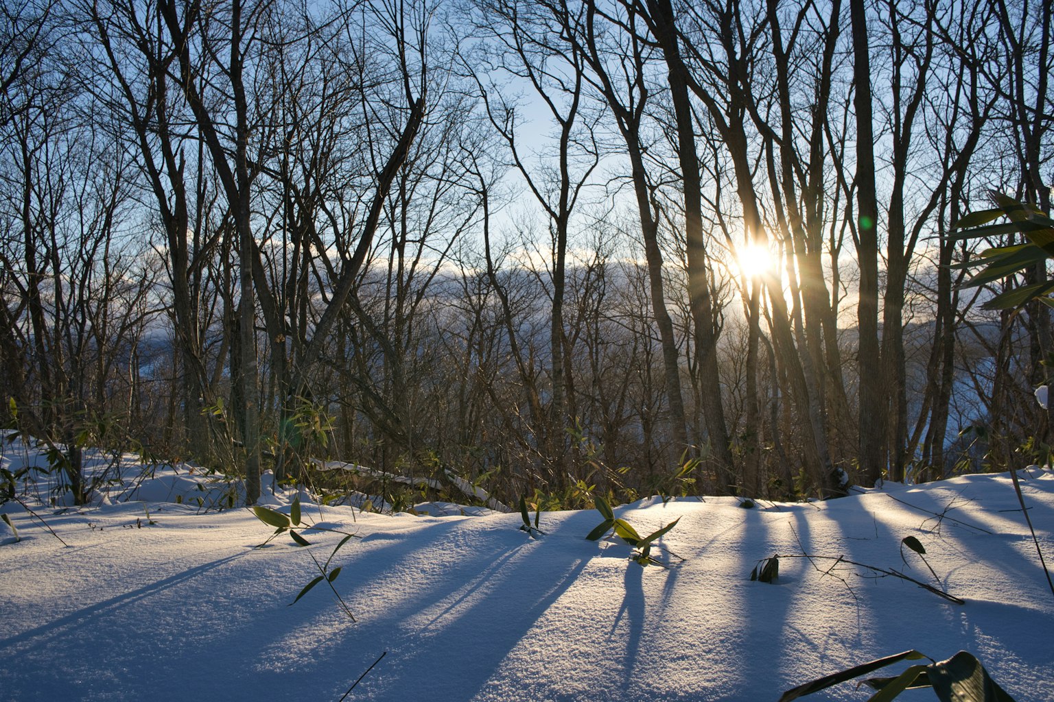 Sol de la mañana brillando a través de un bosque nevado proyectando largas sombras