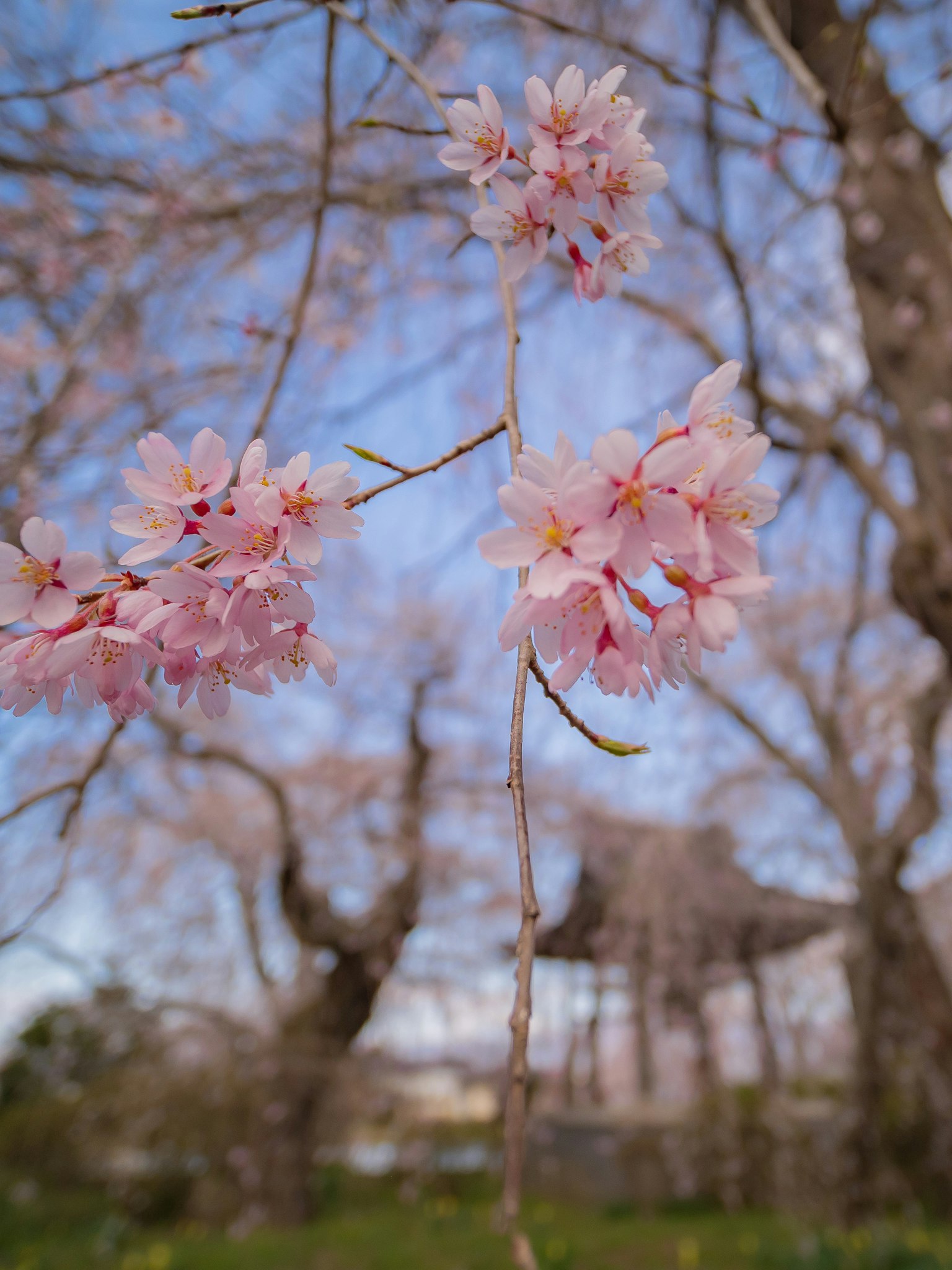 Primer plano de una rama de cerezo con flores rosas contra un cielo azul